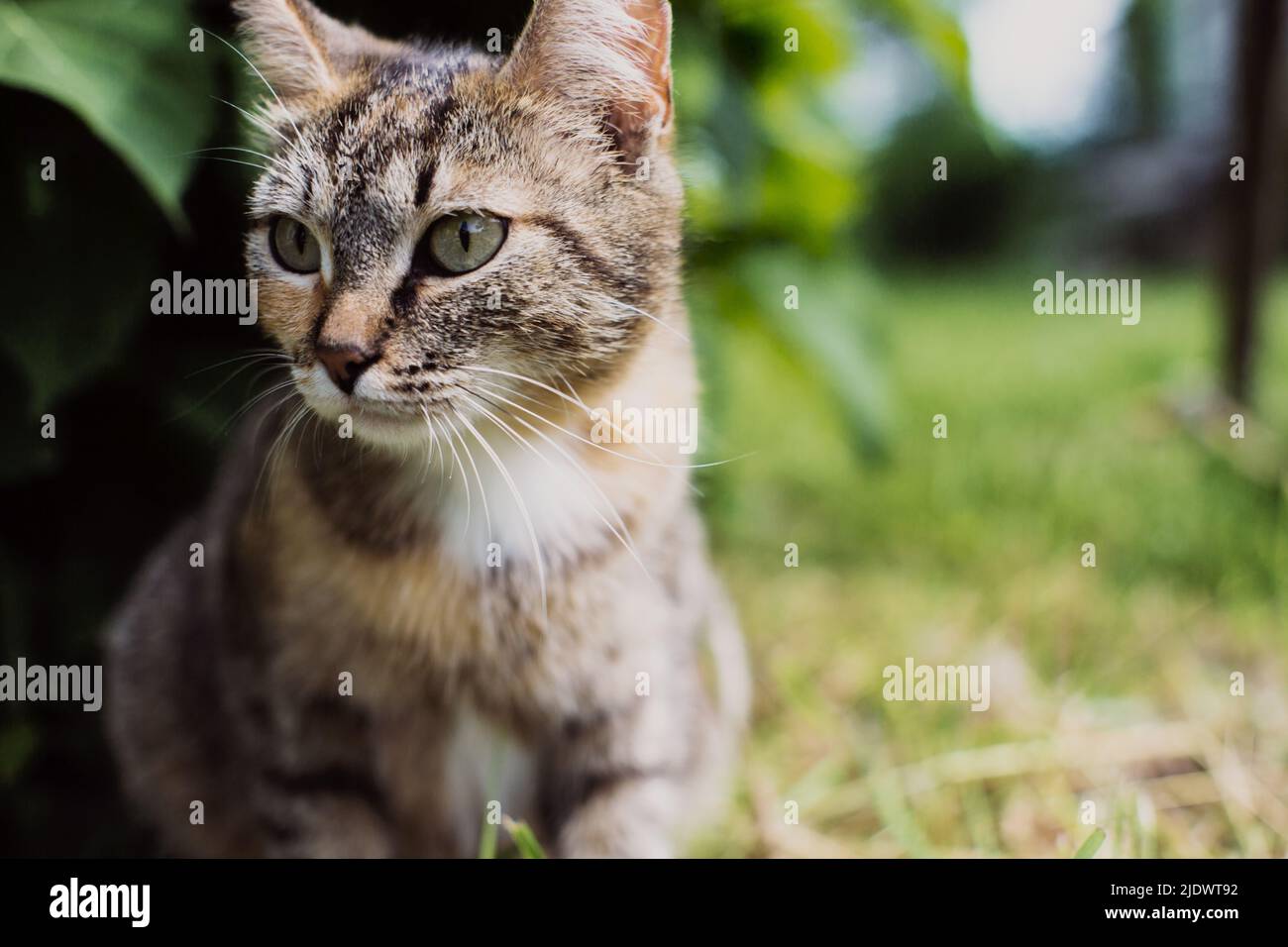 Un gatto a righe guarda in lontananza in campagna in una giornata di sole estiva. Un bellissimo animale domestico Foto Stock
