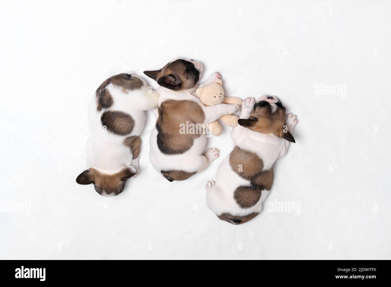 Tre graziosi cuccioli di bulldog francese dormono su un letto su un piano bianco. Foto Stock