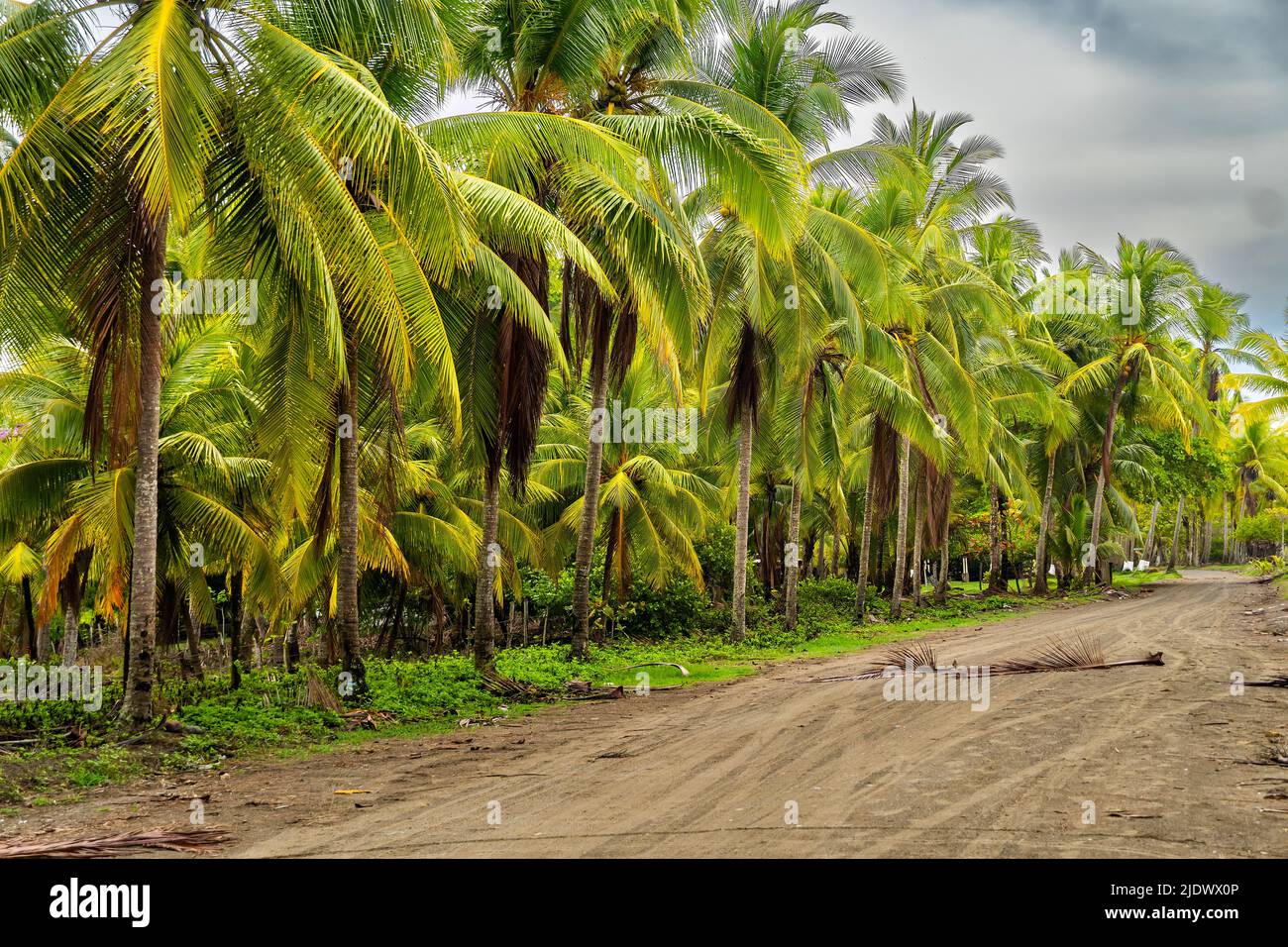 Paesaggio di palme in un villaggio di pescatori. Tempo tropicale. Foto Stock