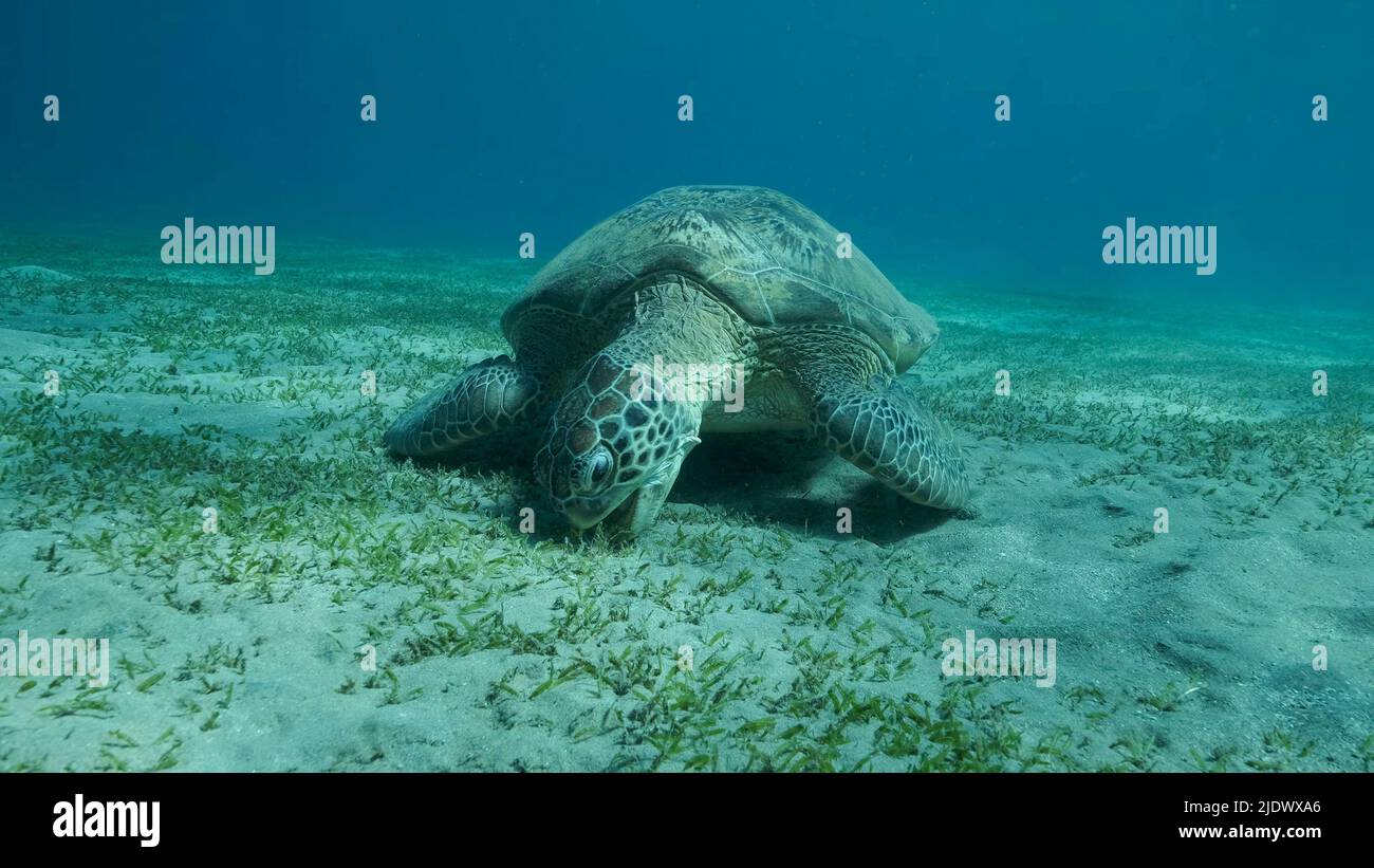 Mar Rosso, Egitto. 23rd giugno 2022. Big Sea Turtle green mangia erba verde sul fondo marino. Tartaruga di mare verde (Chelonia mydas) colpo subacqueo, Mar Rosso, Egitto (Credit Image: © Andrey Nekrasov/ZUMA Press Wire) Foto Stock