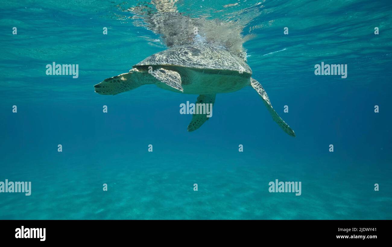 Mar Rosso, Egitto. 23rd giugno 2022. Big Sea Turtle nuotare sotto la superficie del. Tartaruga di mare verde (Chelonia midas). Scatto subacqueo. Mar Rosso, Egitto (Credit Image: © Andrey Nekrasov/ZUMA Press Wire) Foto Stock