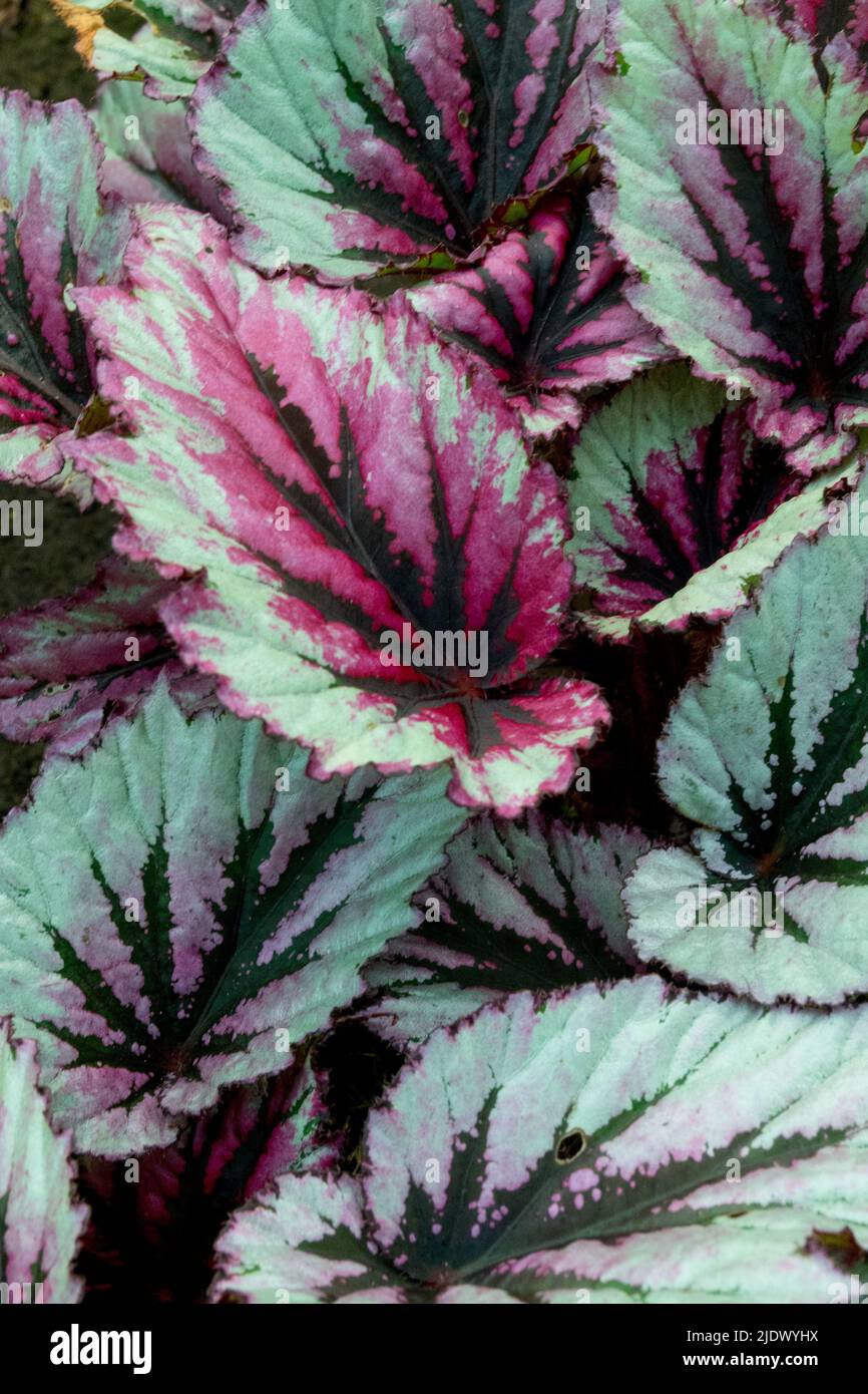 Begonia Rex sera, pianta, colorato, ornamentale, foglie, Begonias Foto Stock