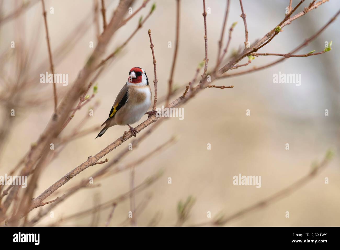 Un Goldfinch (Carduelis Carduelis) che si aggirò su un ramo di un Forsythia Bush a Bud in primavera Foto Stock