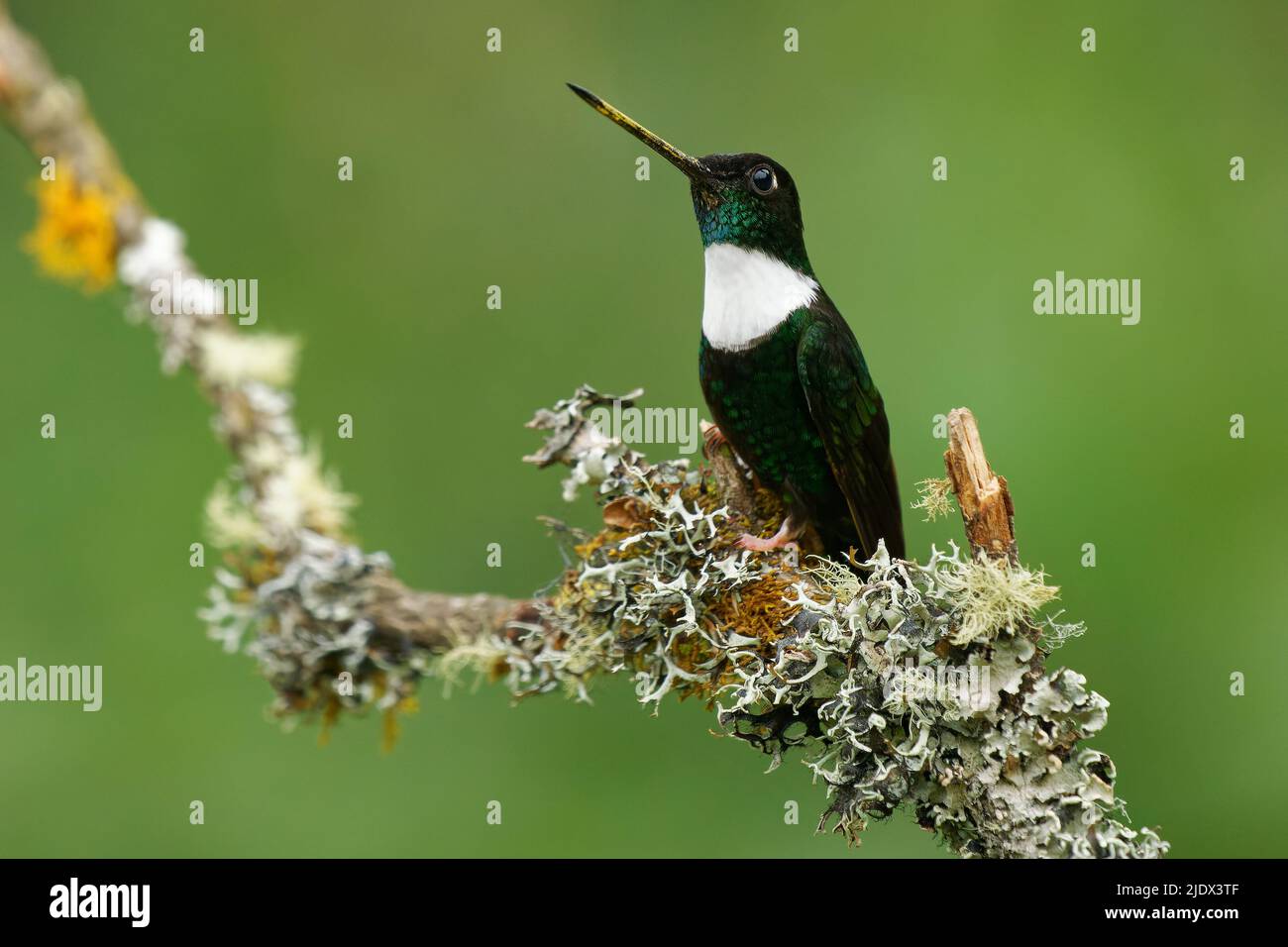 Colared Inca - Coeligena torquata colibrì rinvenuto in foreste umide andine in Venezuela, Colombia, Ecuador, Perù e Bolivia, toppa bianca, flo Foto Stock