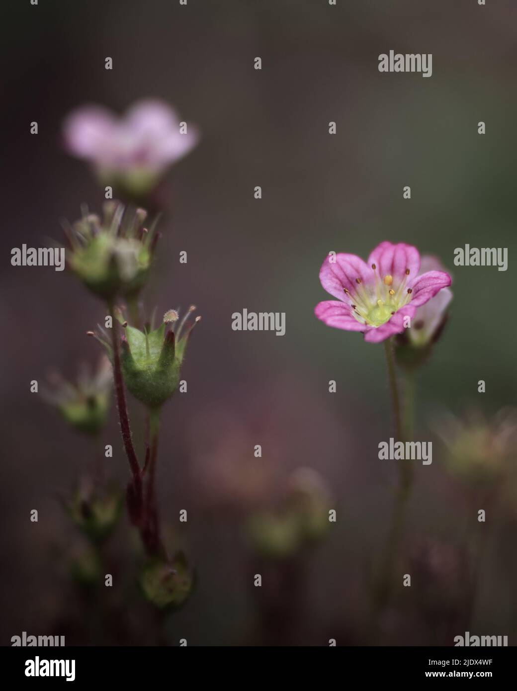 Fiore rosa, petali, crescita, dettagli, natura, macro, piante, primavera Foto Stock