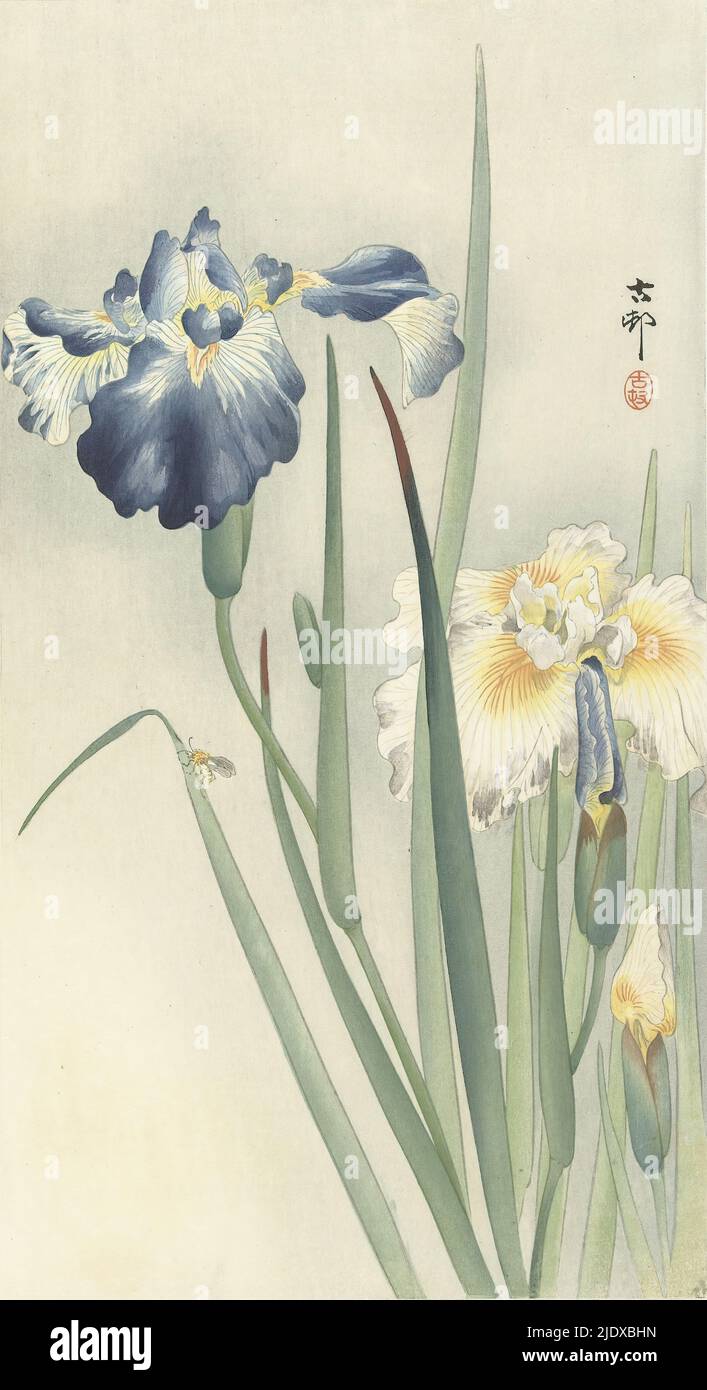 Iridi, iridi fioriti bianchi e blu; una mosca a sinistra, foglia piegata., tipografo: Ohara Koson, (menzionato sull'oggetto), tipografo: anonymous, Giappone, 1900 - 1936, carta, legno a colori, altezza 347 mm x larghezza 188 mm Foto Stock