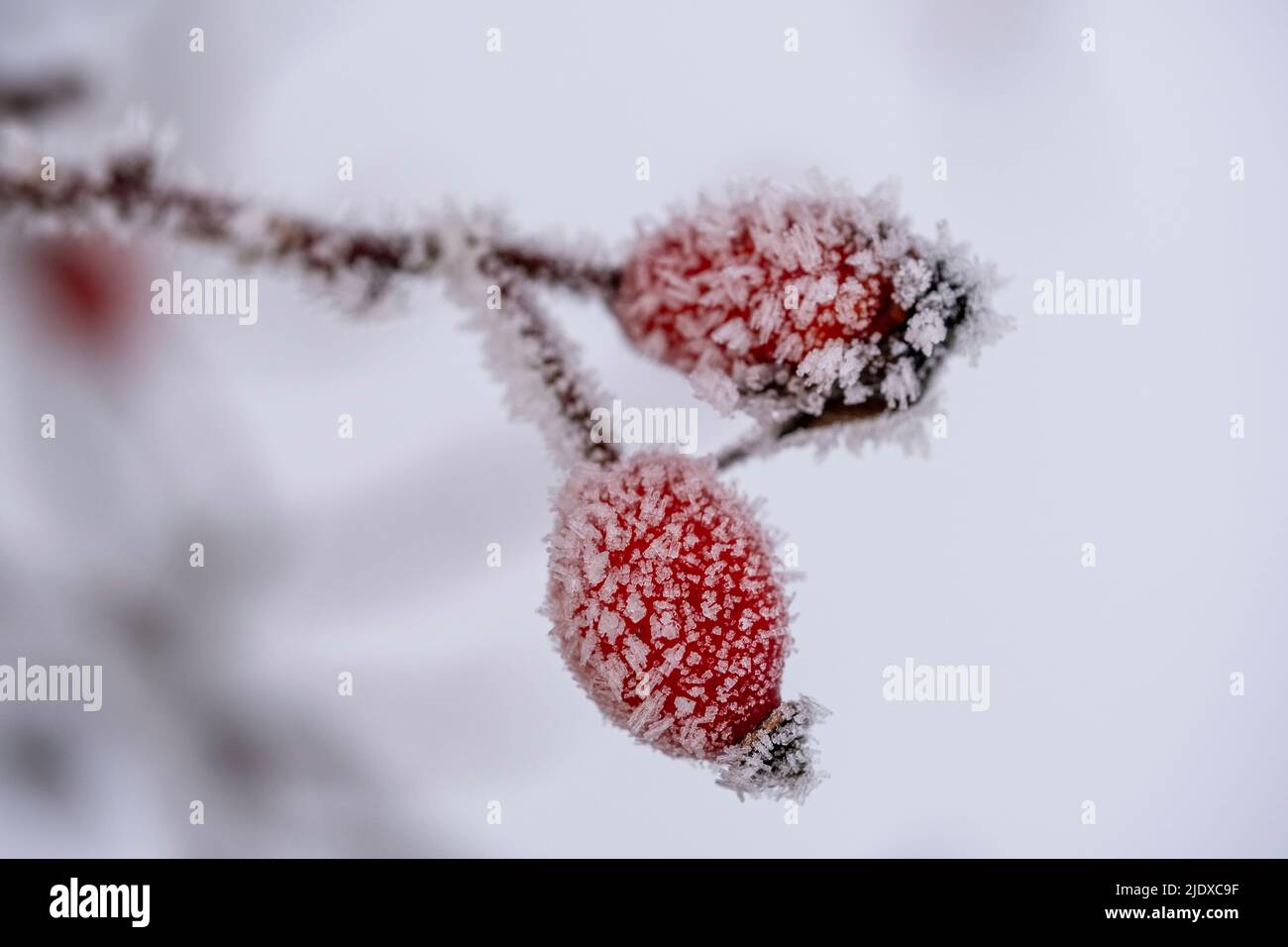 Gelo rosa coperto fianchi in inverno Foto Stock