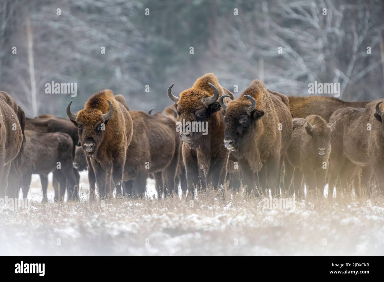 Polonia, Voivodeship Podlaskie, bisonte europeo (Bison bonasus) nella foresta di Bialowieza Foto Stock