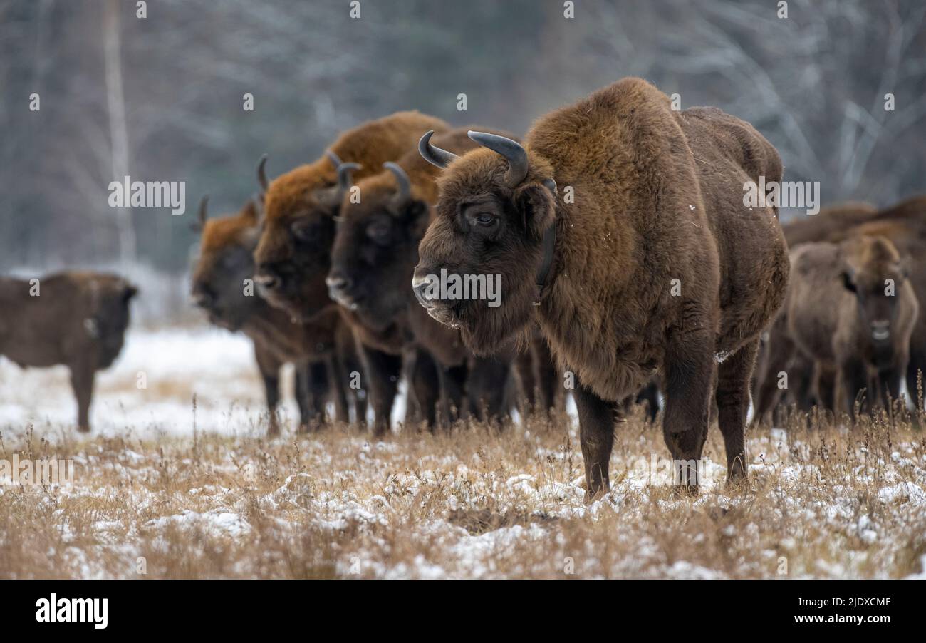 Polonia, Voivodeship Podlaskie, bisonte europeo (Bison bonasus) nella foresta di Bialowieza Foto Stock