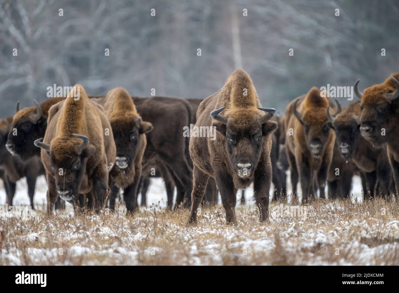 Polonia, Voivodeship Podlaskie, bisonte europeo (Bison bonasus) nella foresta di Bialowieza Foto Stock