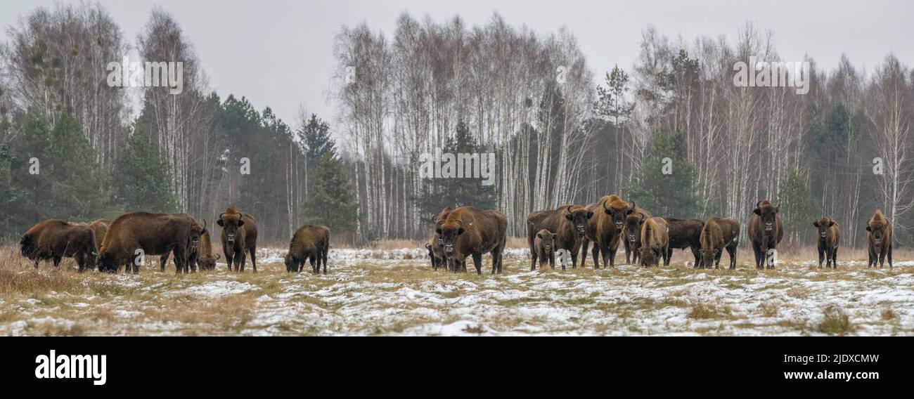 Polonia, Voivodeship Podlaskie, bisonte europeo (Bison bonasus) nella foresta di Bialowieza Foto Stock