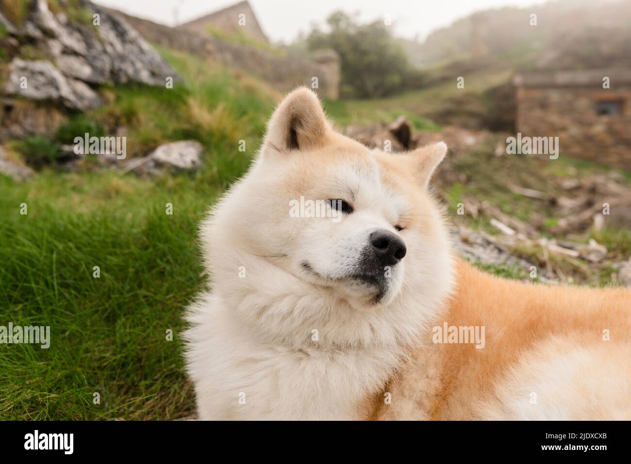 Shiba Inu cane seduto su erba Foto Stock