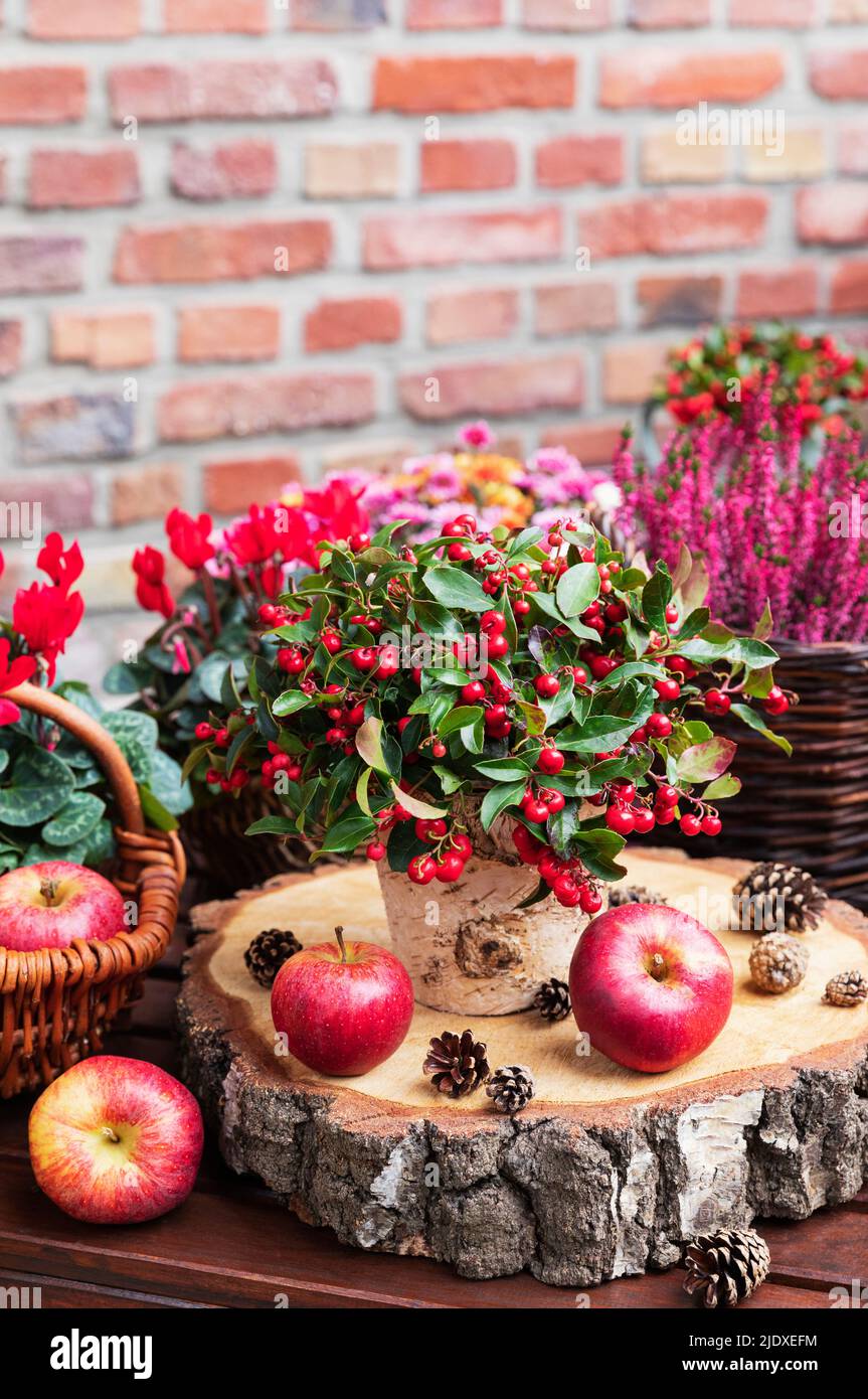 Montagne russe di legno con mele, pinoli e cotoneaster bearberry (Cotoneaster dammeri) con fiori invernali ed autunnali sullo sfondo Foto Stock