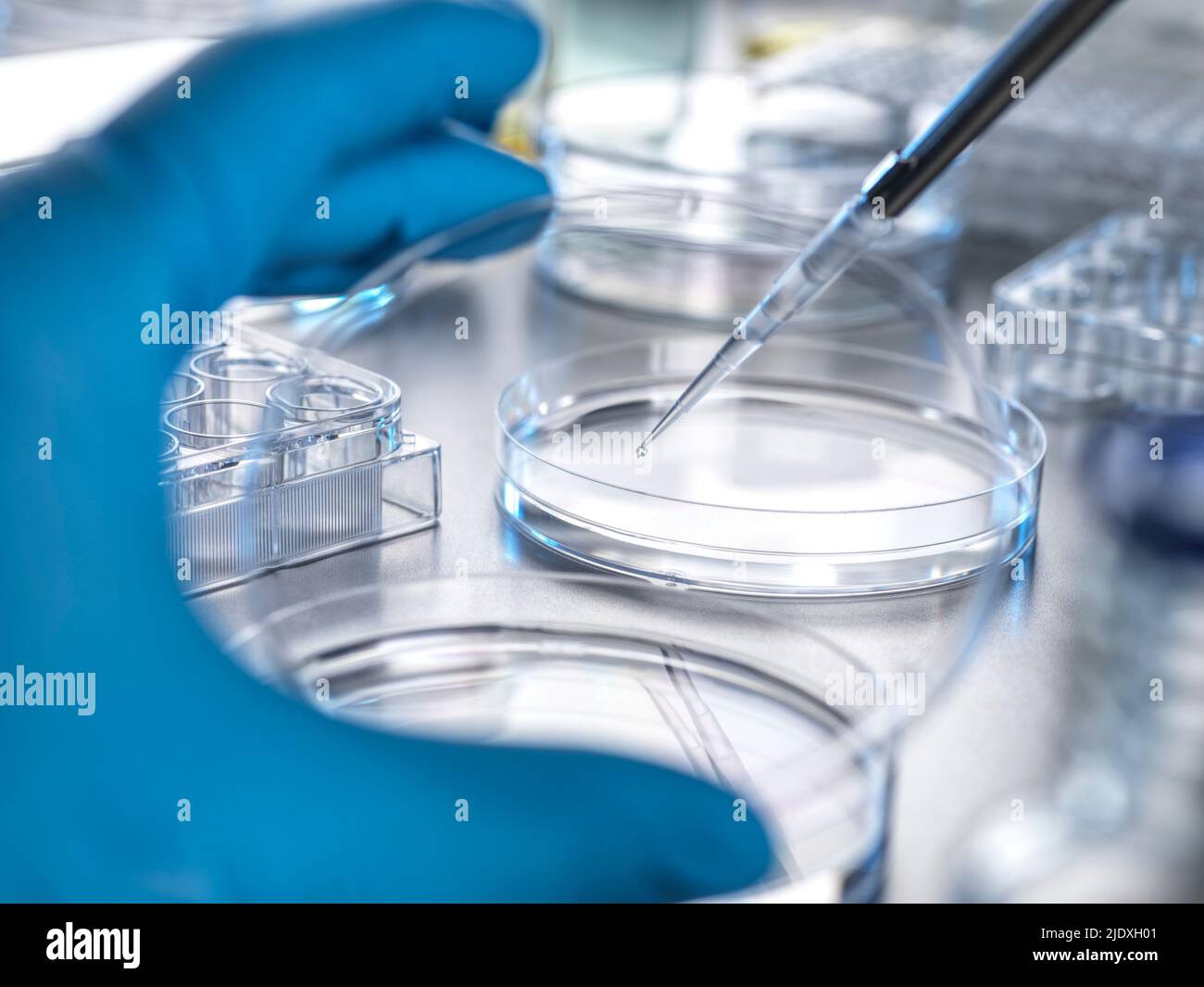 Mano di scienziato che trasferisce la soluzione dalla pipetta alla piastra Petri in laboratorio Foto Stock