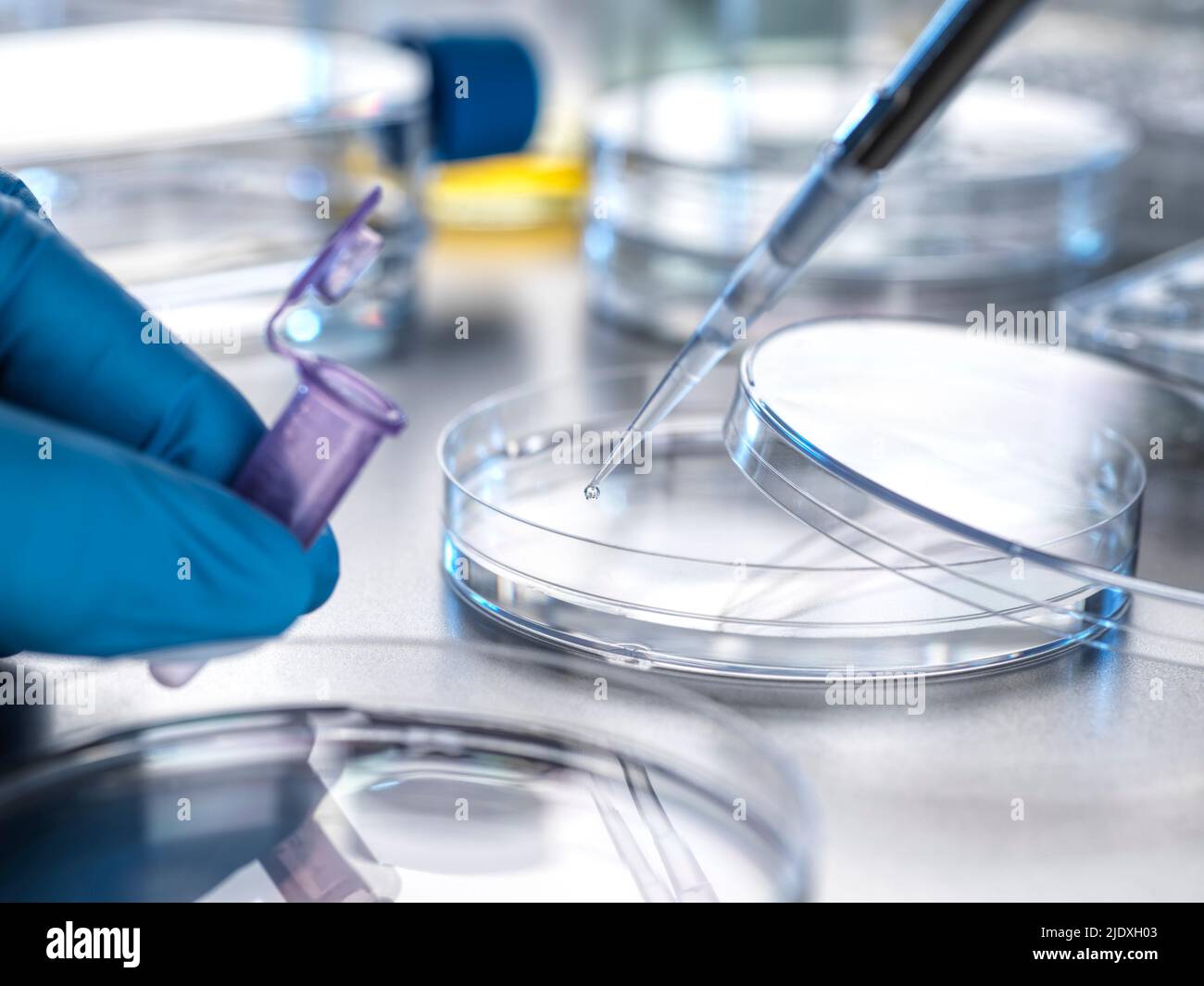 Mano di scienziato che pipettano il campione nella fiala per l'esperimento di laboratorio Foto Stock
