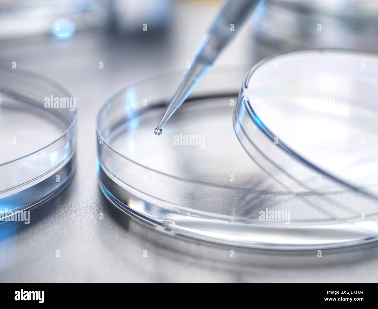 Scambio della soluzione da pipetta a piastra Petri in laboratorio Foto Stock