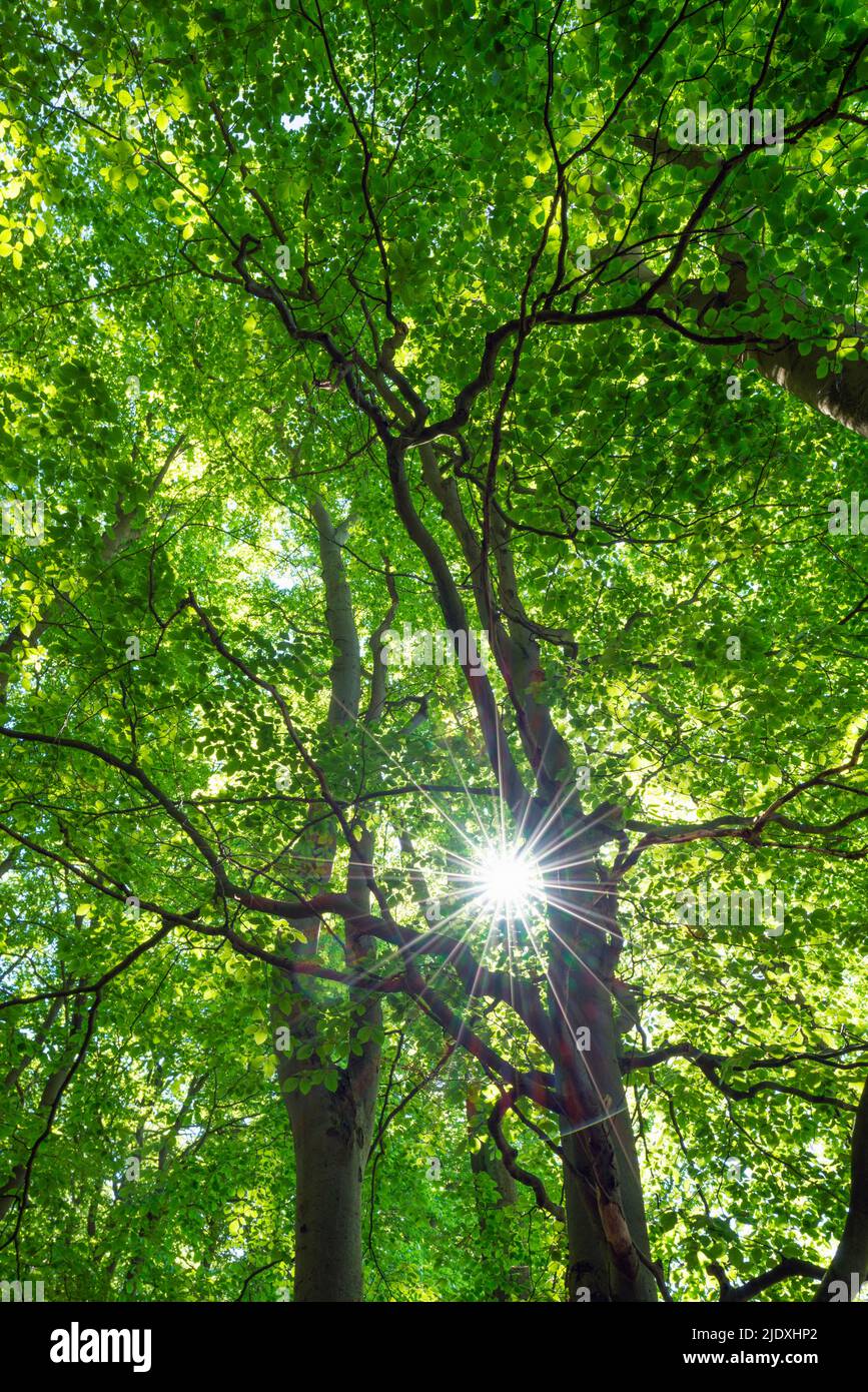 Sole piercing canopie verdi di boschi di faggio Foto Stock