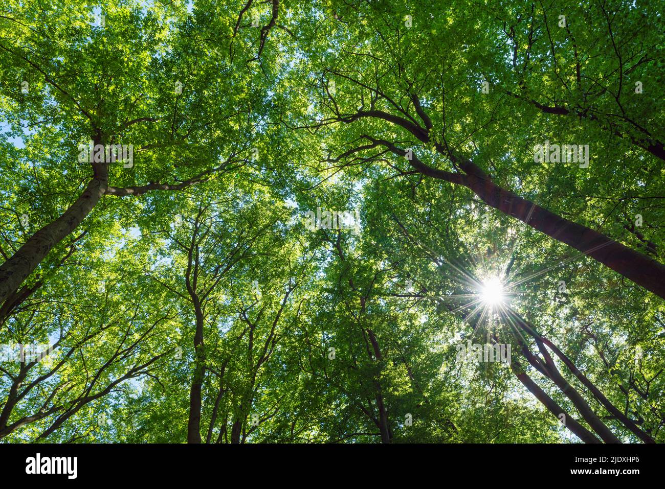 Sole piercing canopie verdi di boschi di faggio Foto Stock