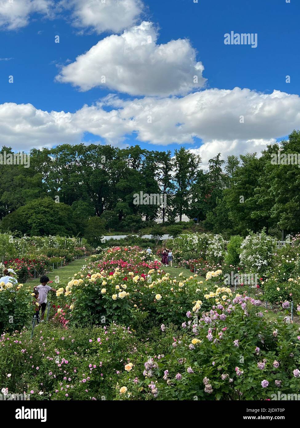 Spettacolare cielo sopra il Cranford Rose Garden al Brooklyn Botanic Garden a New York City. Con oltre 1000 specie, Cranford è uno dei più grandi giardini di rose del Nord America. Foto Stock