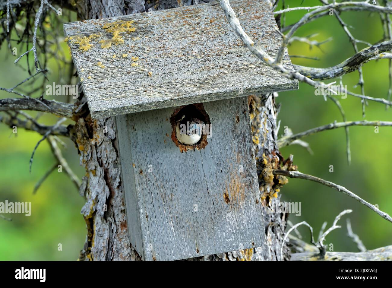 Un albero Swallow 'Tachycineta bicolor', sbucciando da una scatola di nido che ha scelto di sollevare i suoi pulcini dentro Foto Stock