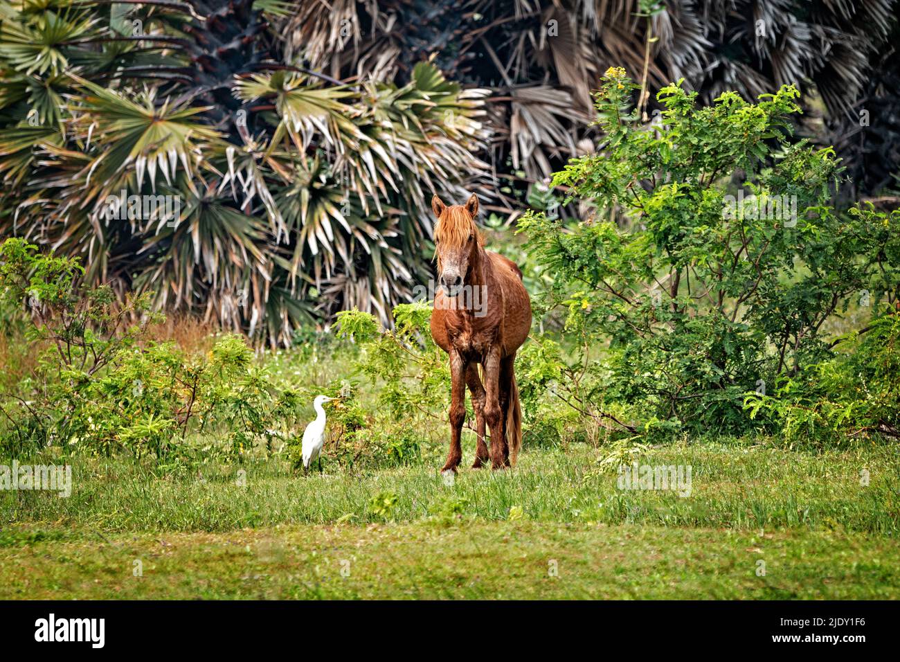 Fauna selvatica immagini dallo Sri Lanka. Visita Sri Lanka. Foto Stock