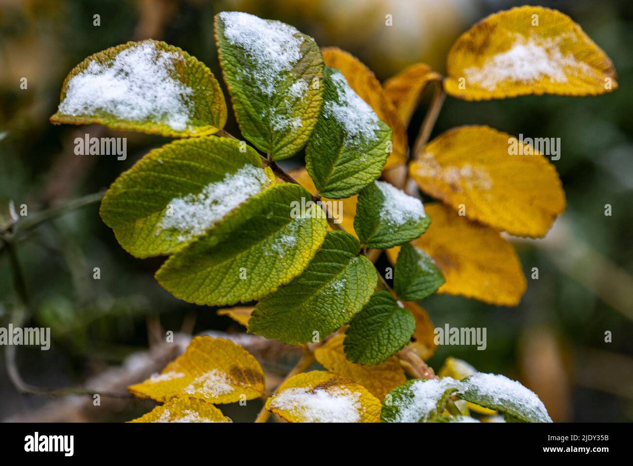 Il ramo di rose selvatiche con bacche sotto la neve. Foto Stock