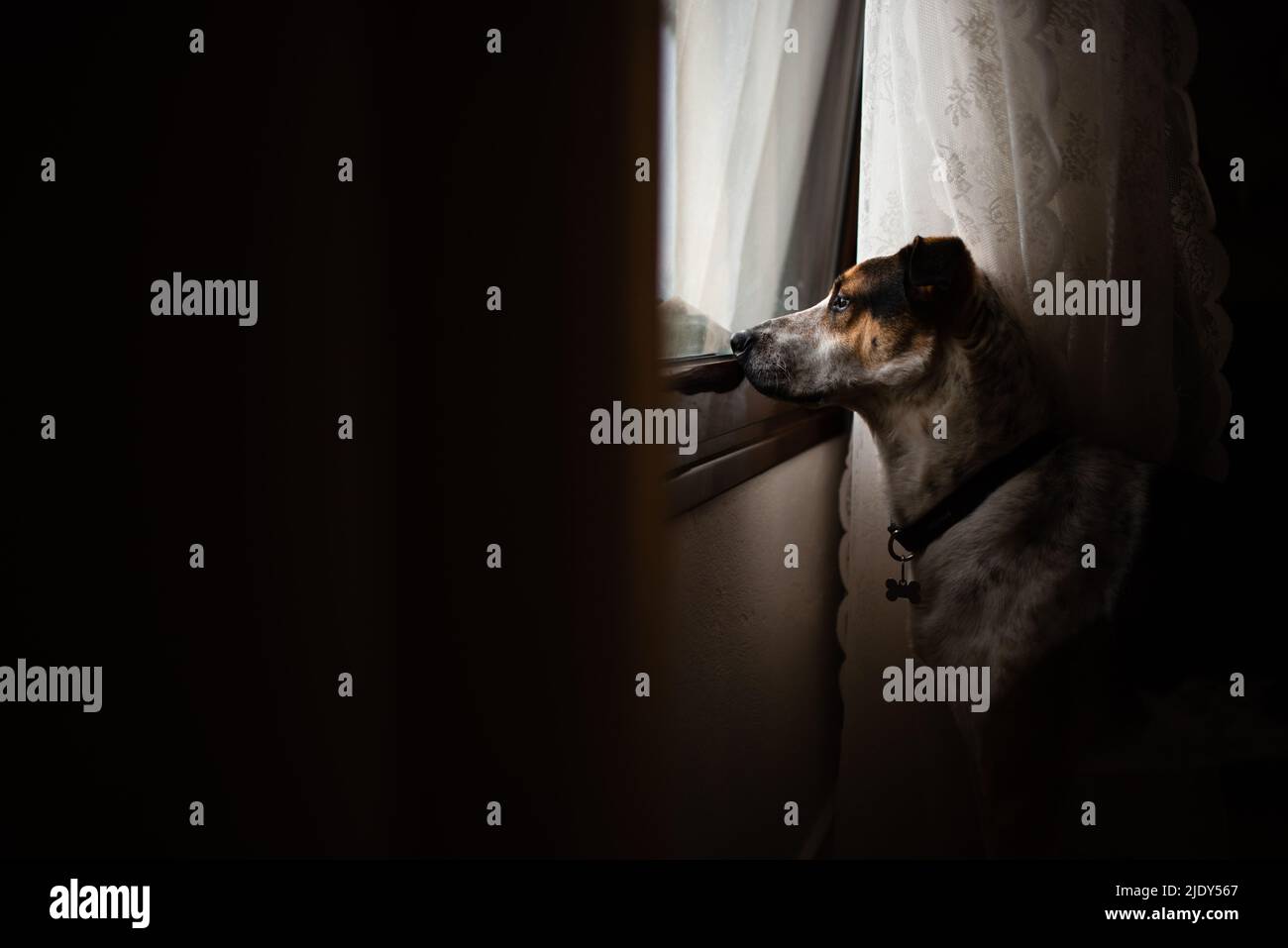 Cane guardando fuori della finestra Foto Stock