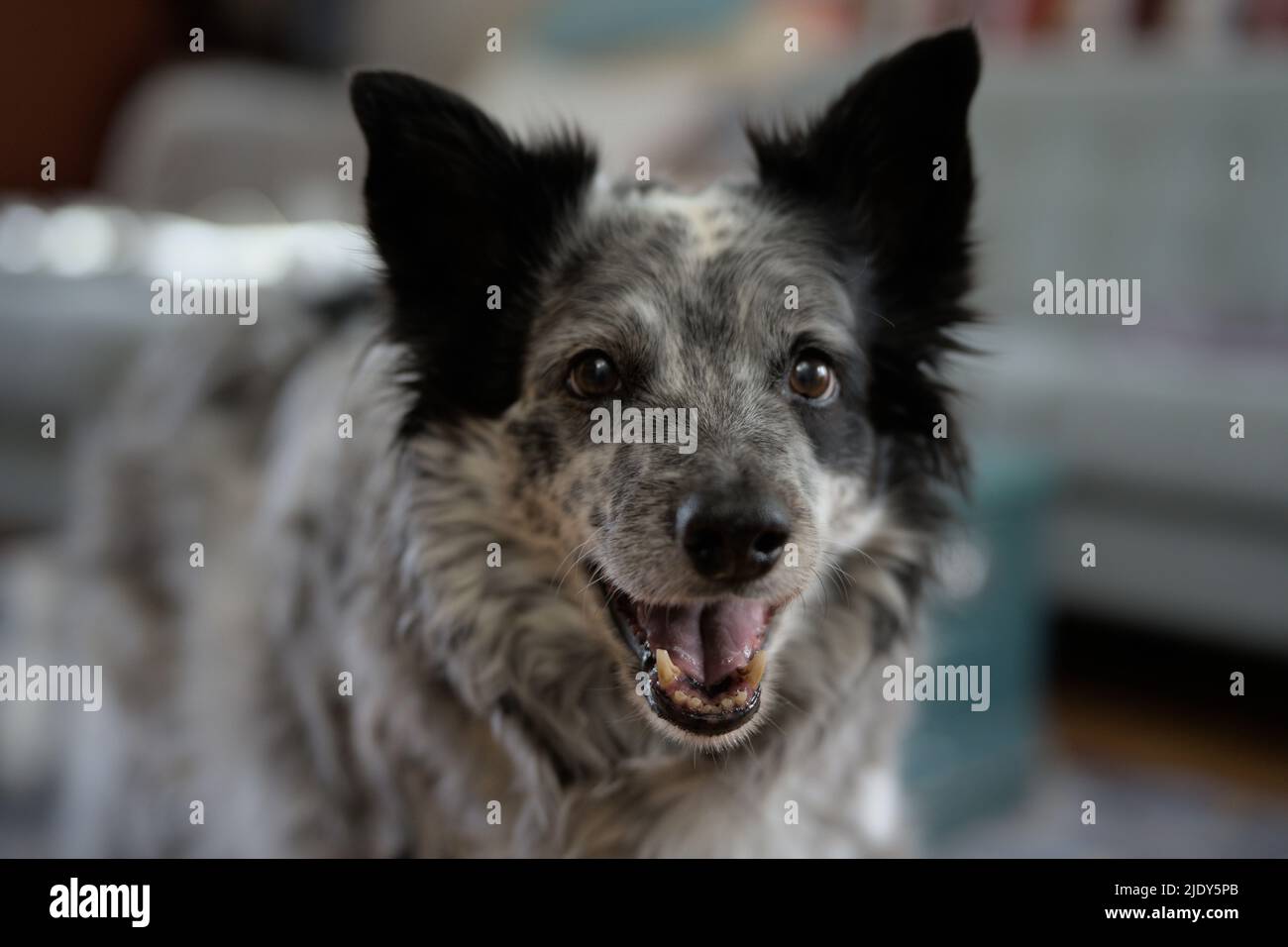 Un ritratto di un cane sorridente Foto Stock