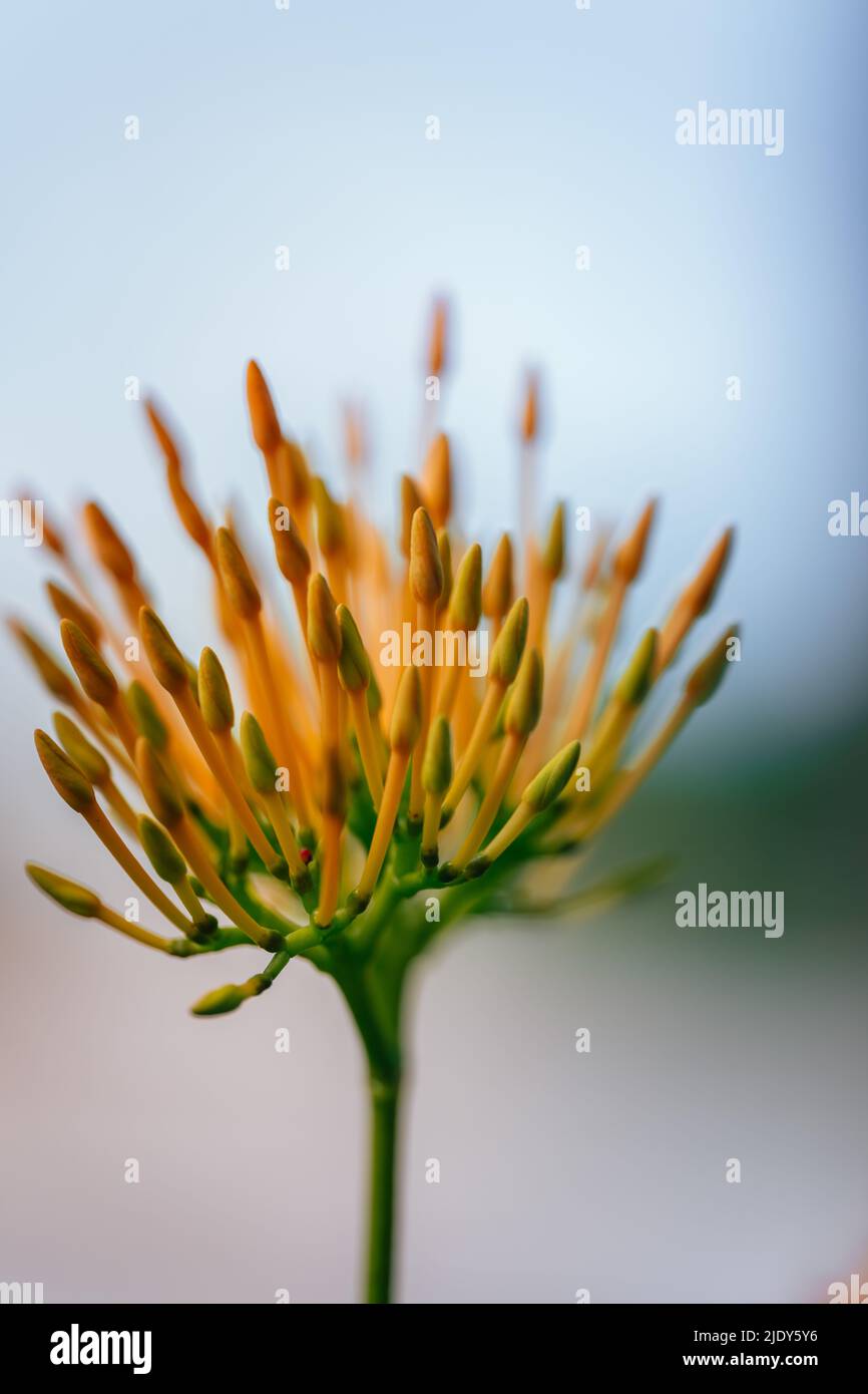 Fiori tropicali maui Hawaii natura Foto Stock