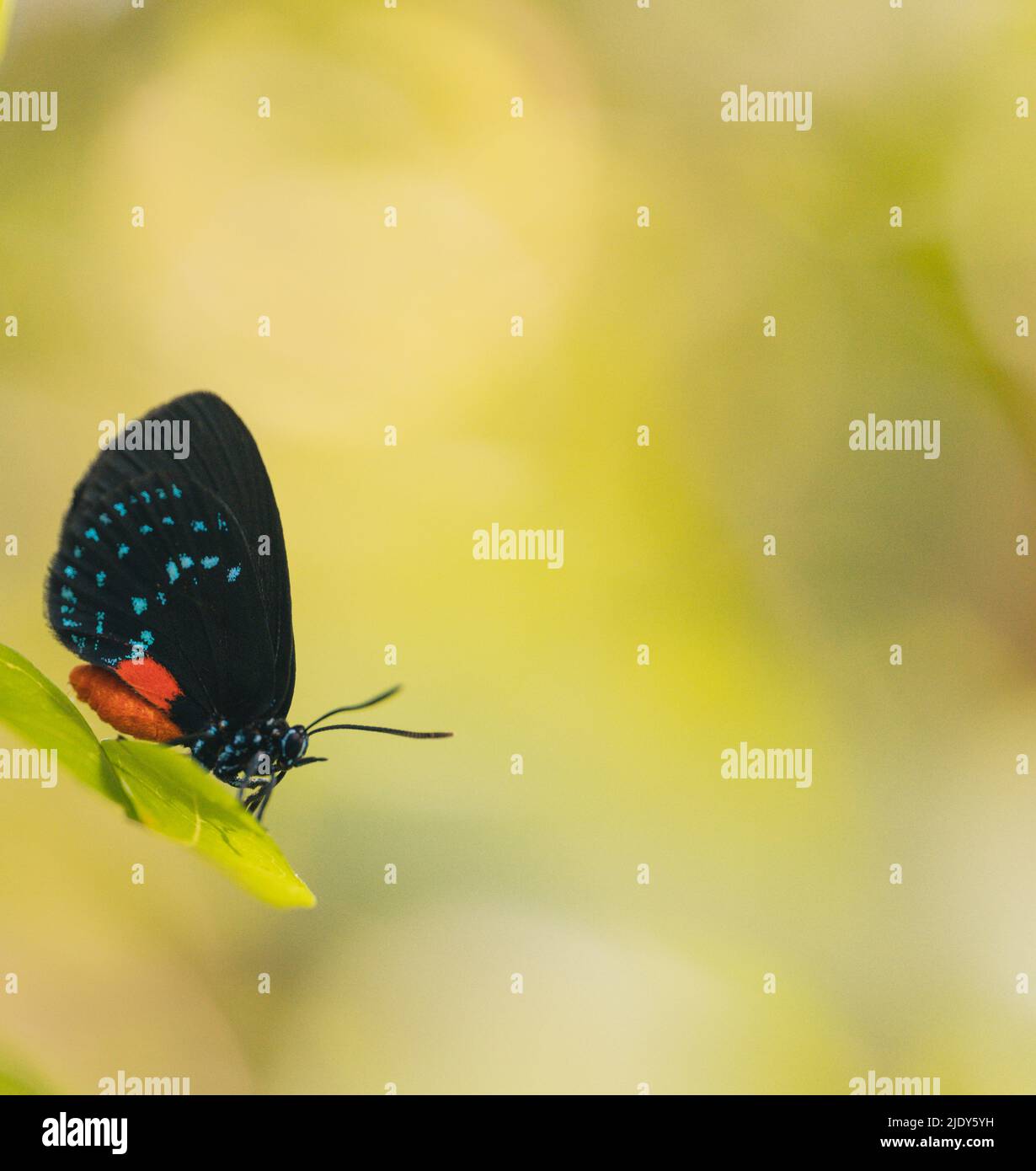 butterfly atala specie biologiche incontri visivi Foto Stock