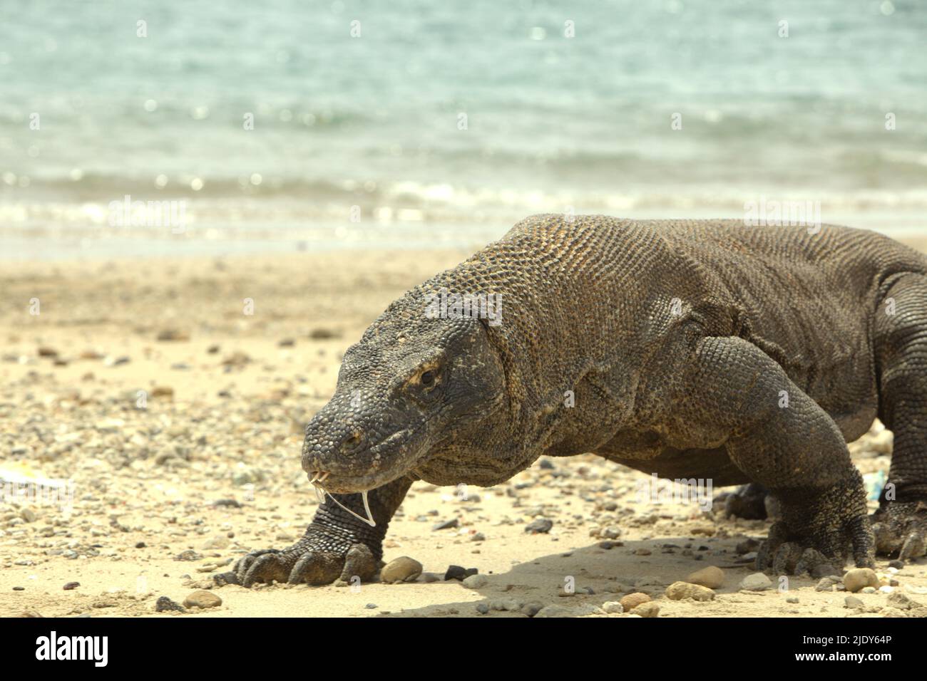 Un drago di komodo (Varanus komodoensis) che scarica la sua saliva mentre cammina su una spiaggia nell'isola di Komodo, nel Parco Nazionale di Komodo, nel Manggarai Occidentale, Nusa Tenggara Orientale, Indonesia. Ha da tempo creduto che i morsi del drago di komodo fossero fatali a causa dei batteri tossici nella bocca della lucertola. Tuttavia, un gruppo di biologi guidato dal Dr. Brian G. Fry (Università del Queensland), ha scoperto che le bocche dei draghi komodo sono 'ordinari'. "I draghi non hanno abbastanza batteri in bocca per infettare un animale ferito", ha detto il dottor Fry, come citato da Sci News il 27 giugno 2013. Foto Stock