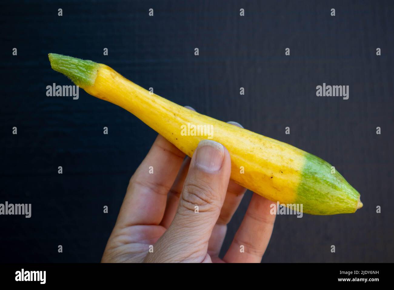 Mano che tiene un organico Zephyr Squash dal giardino Foto Stock