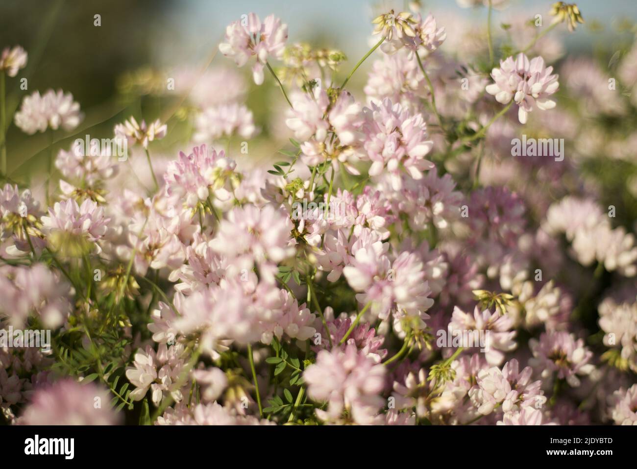 Sfondi floreali. Chiodi di garofano. Piante medicinali. Flavonoidi e fitoestrogeni. Oli essenziali e tannini. Foto Stock