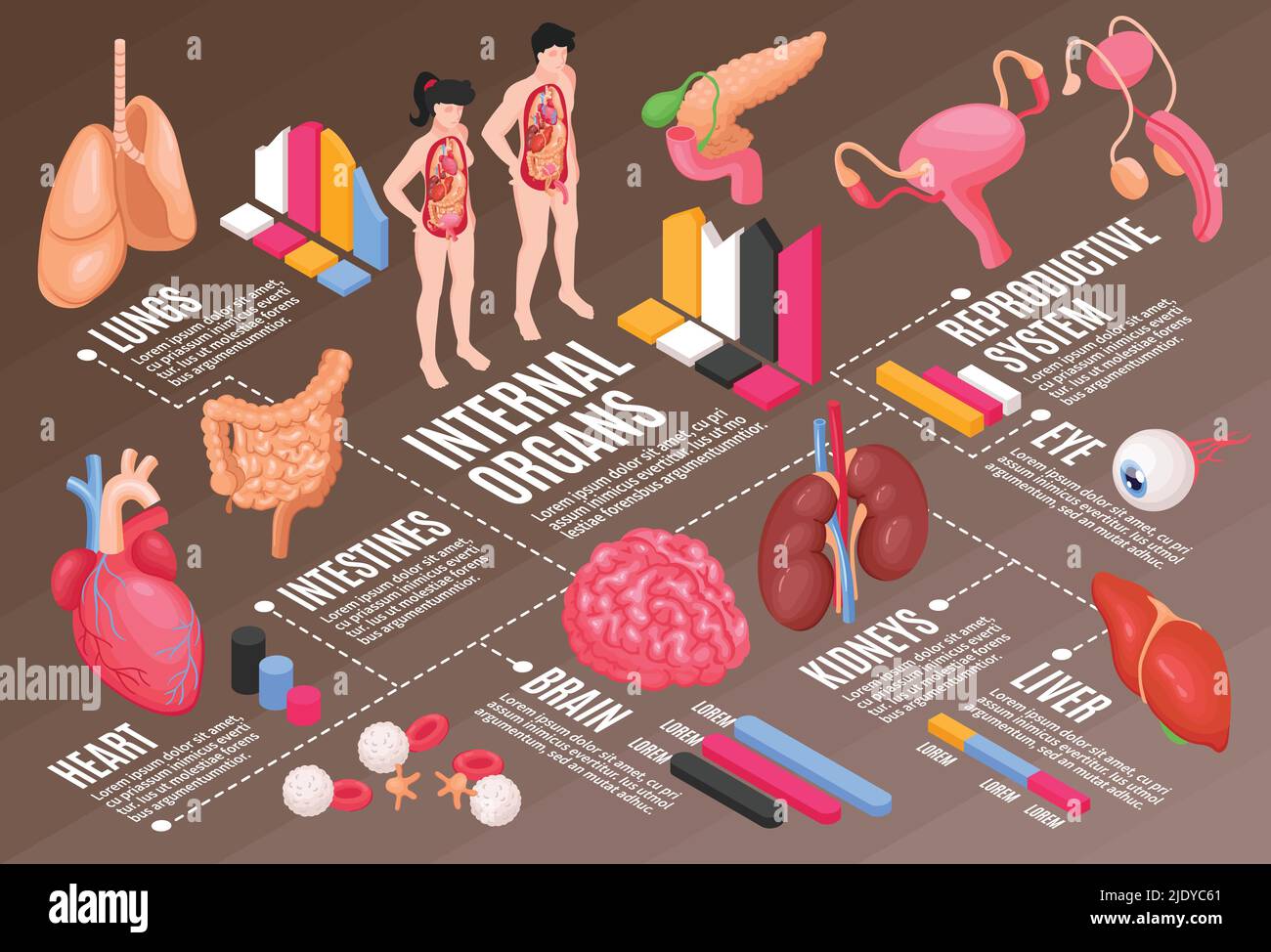 Diagramma di flusso dell'anatomia umana con illustrazione vettoriale isometrica dell'occhio e del cervello dei polmoni Illustrazione Vettoriale