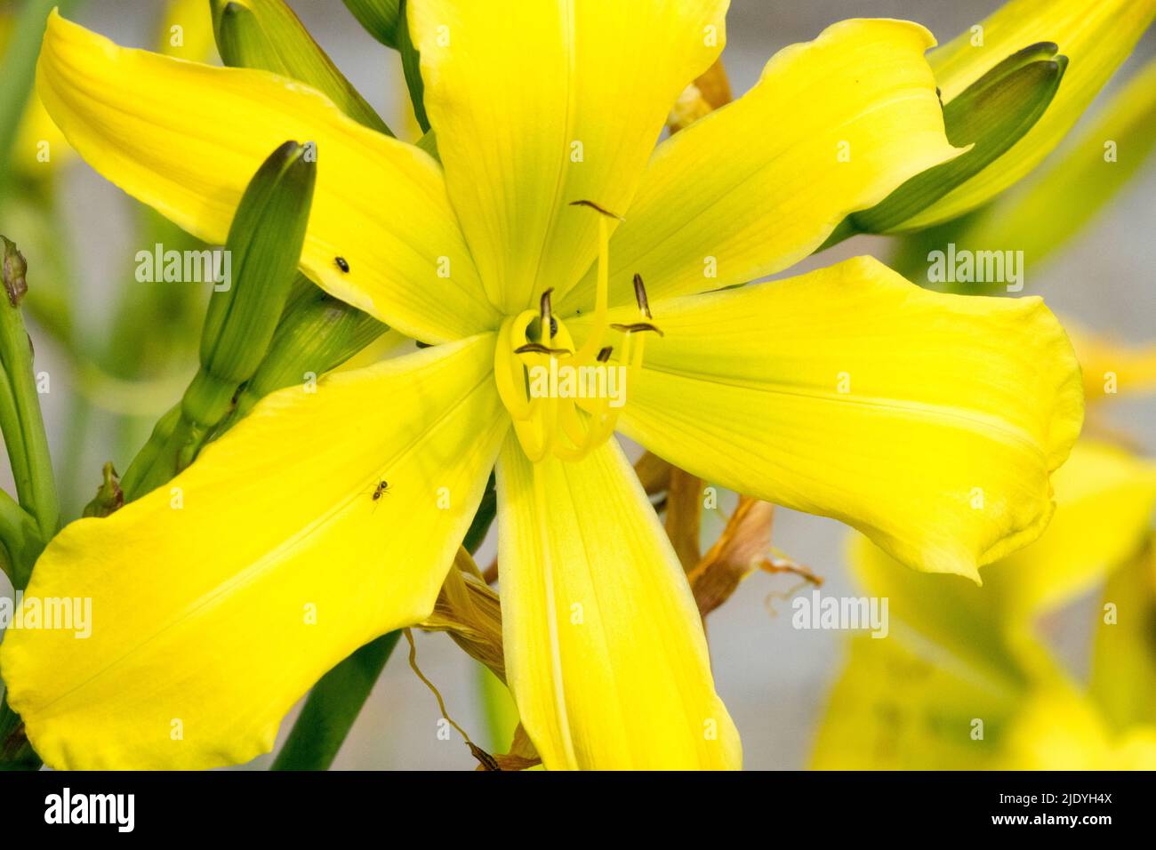 Giallo, Fiore, Giglio di giorno, Hemerocallis 'ghiaccio verde', fiore di giorno, Primo piano, Bloom, Blooming Foto Stock