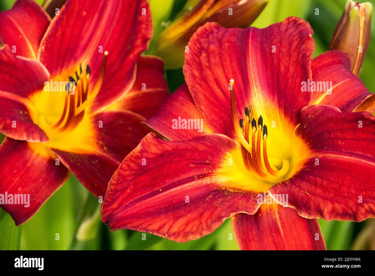 Red, Daygigli, Hemerocallis, primo piano, Blooms, Daylily Hemerocallis 'Canadian Mountie' gola gialla Foto Stock