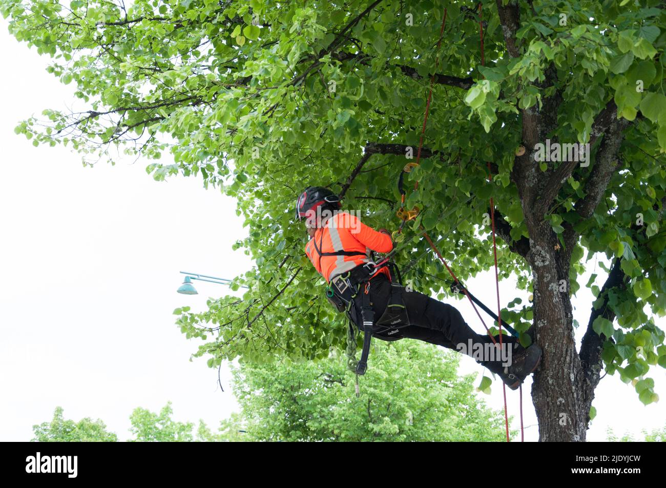 Aboricolturist su Un albero Foto Stock