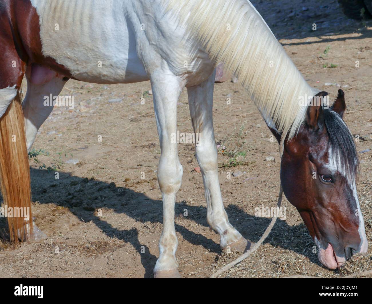 Foto di Horse Close up. I cavalli indiani riproducono il primo piano. Foto Stock