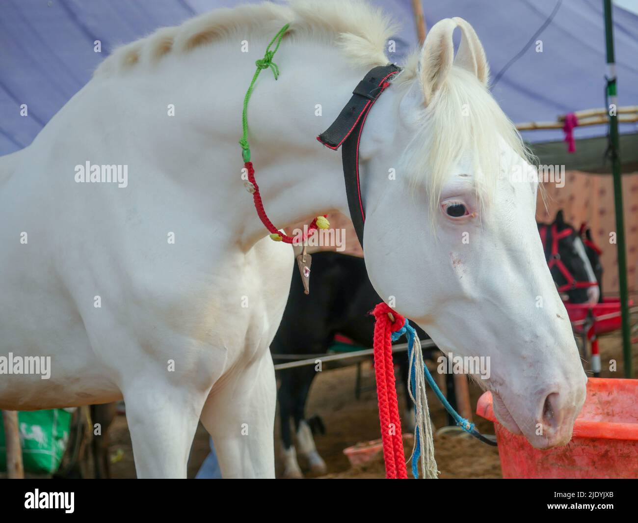 Foto di Horse Close up. I cavalli indiani riproducono il primo piano. Foto Stock