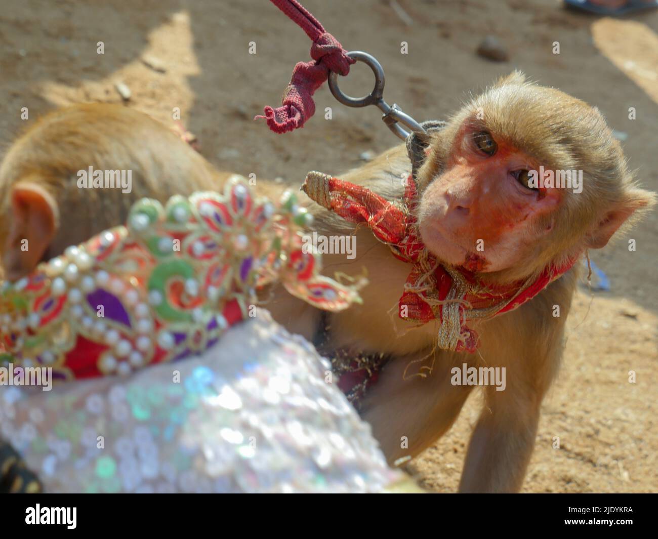 Scimmia maschio decorata e scimmia femmina, trucco sul loro volto, utilizzare per lo spettacolo di danza scimmia in india. Foto Stock