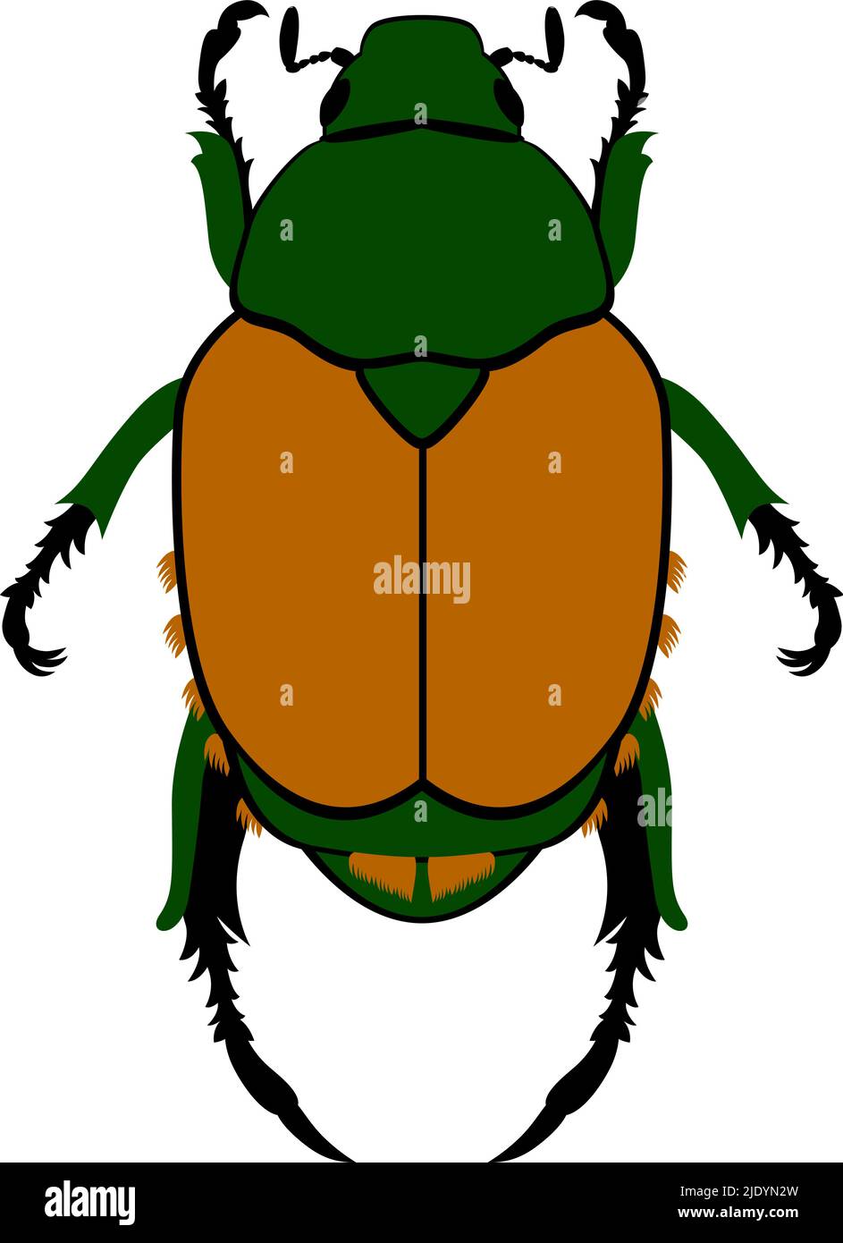 Beetle giapponese, Popillia japonica. Illustrazione vettoriale di un insetto su sfondo trasparente Illustrazione Vettoriale