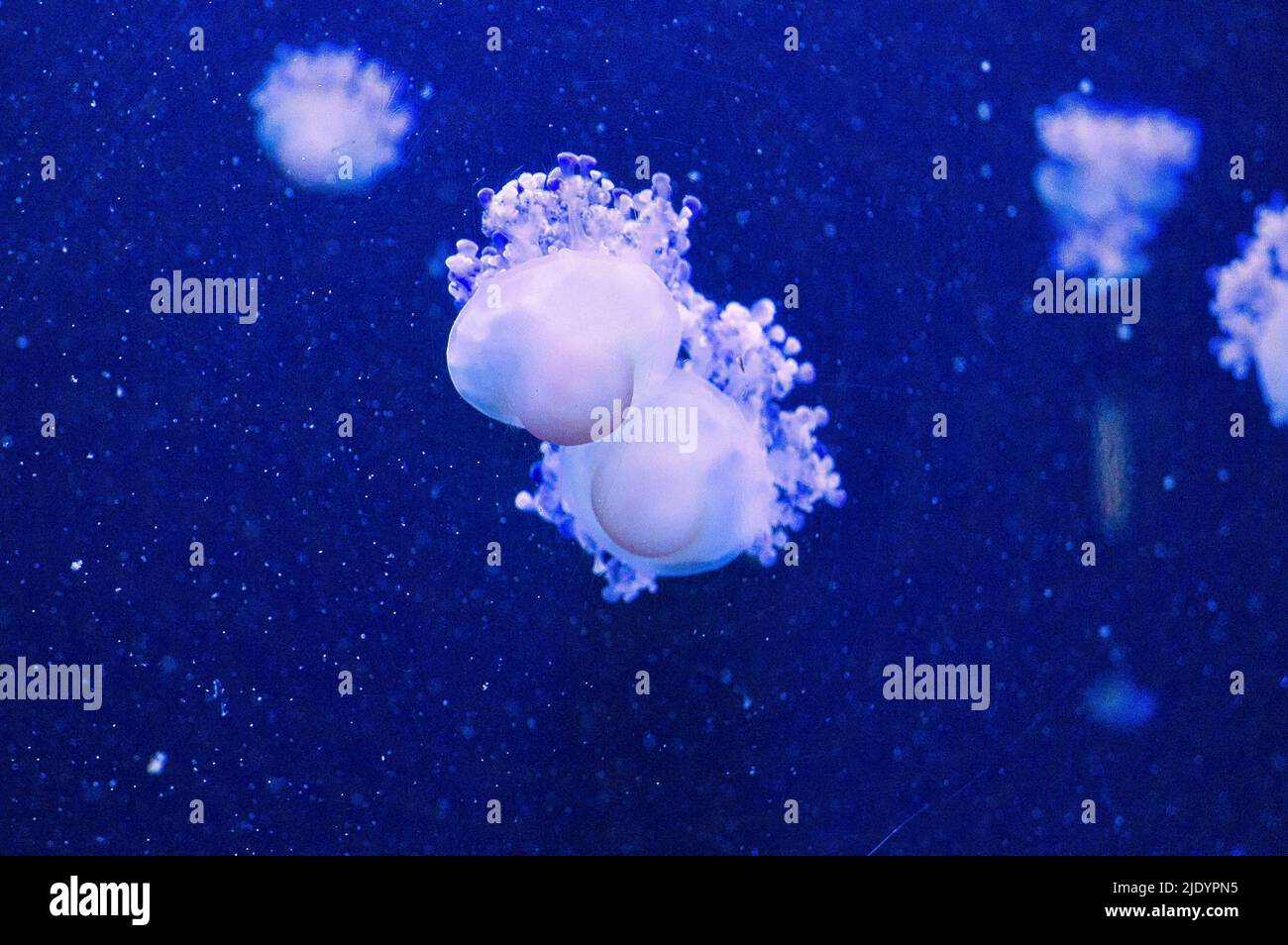 meduse galleggianti in acquario isolato mostrato. tentacoli lunghi. Animale marino, invertebrato. Foto animale dall'acqua salata Foto Stock