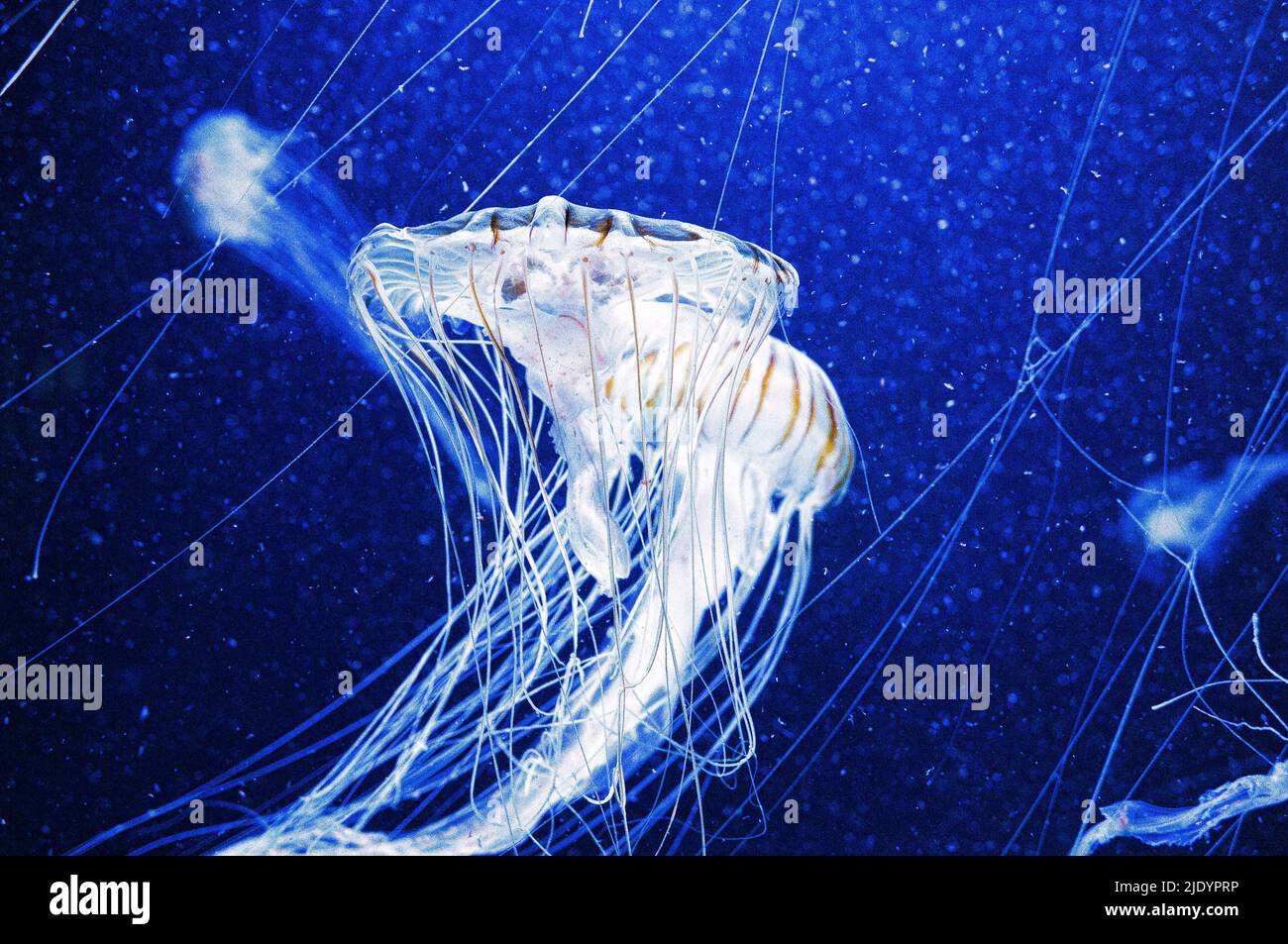 meduse galleggianti in acquario isolato mostrato. tentacoli lunghi. Animale marino, invertebrato. Foto animale dall'acqua salata Foto Stock