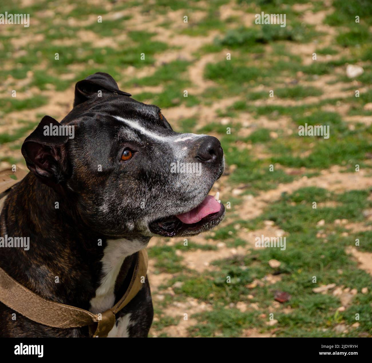 ritratto di testa di un nero american pit bull terrier Foto Stock