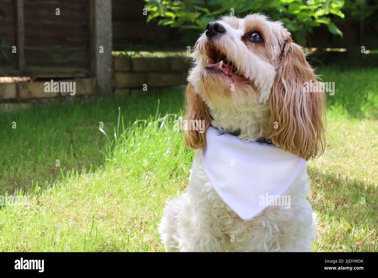Cane Bandana Mock Up - Dog animale domestico in stile Bib foto Foto Stock