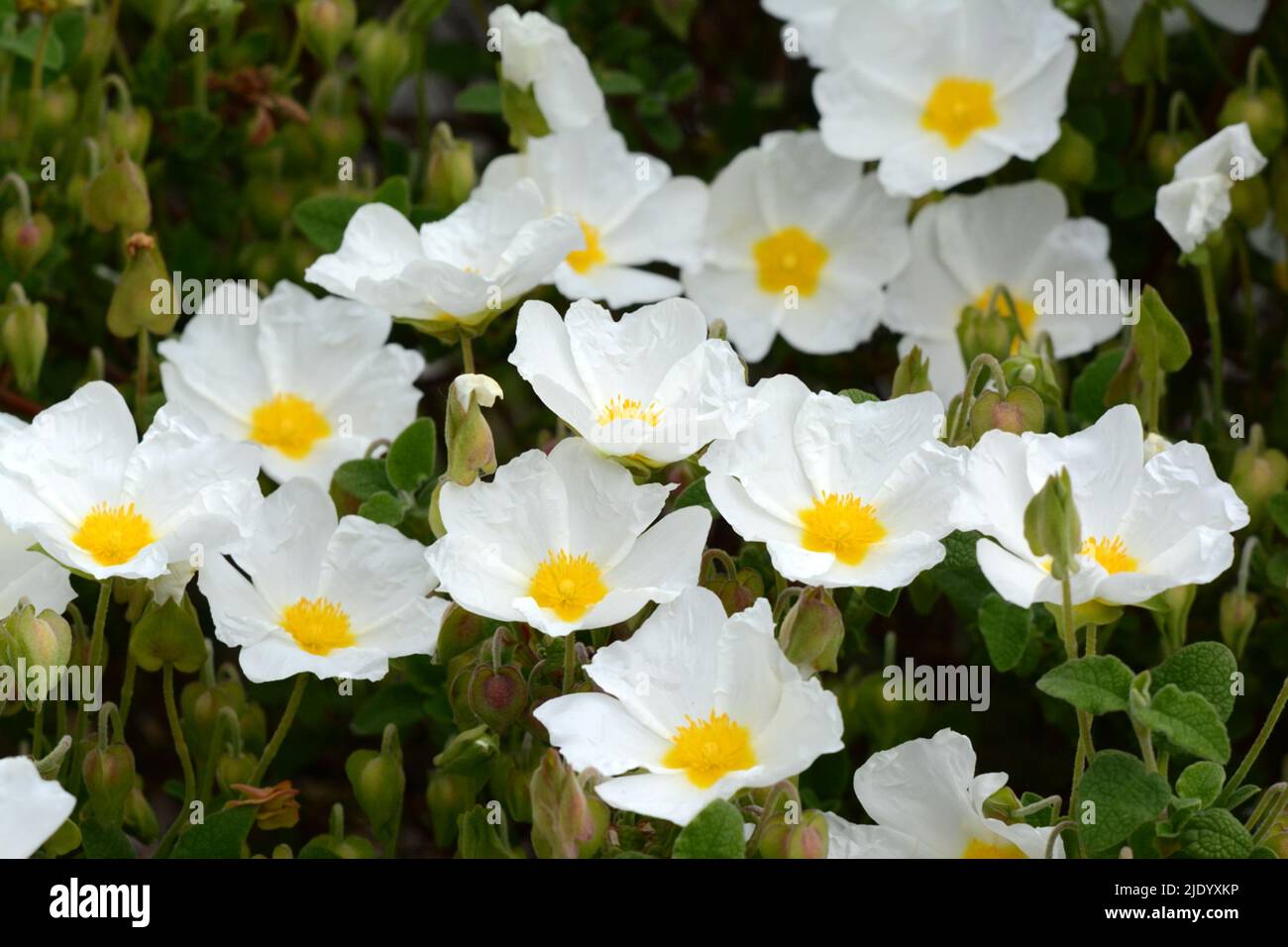 Cistus salviolus rosa di roccia con foglie di salvia cistus profusa fiori bianchi innevati di colore giallo Foto Stock Cistus salviolus rosa di roccia con foglie di salvia cistus profusa fiori bianchi innevati di colore giallo Foto Stock