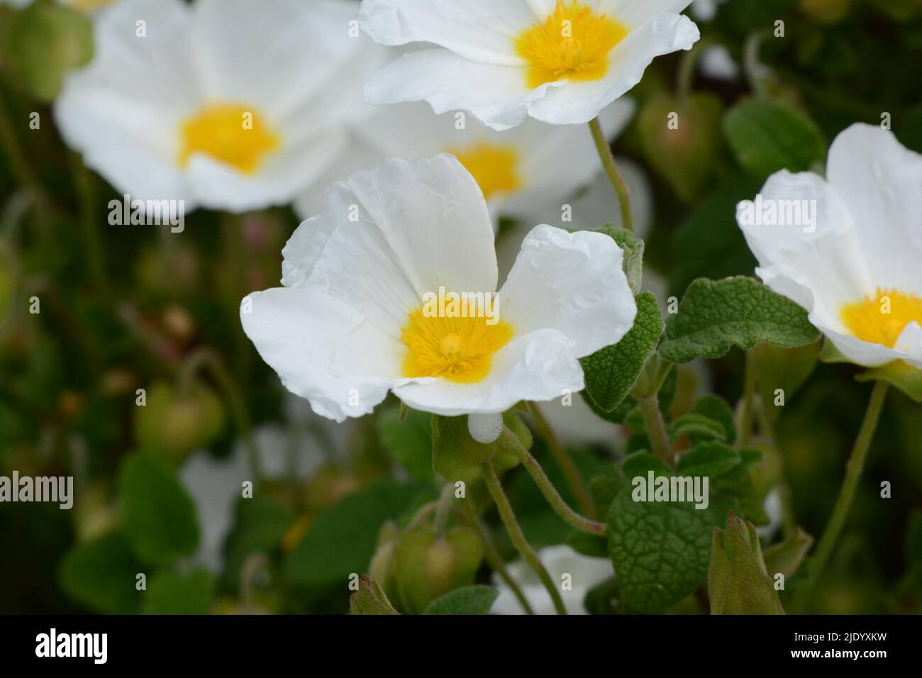 Cistus salviolus rosa di roccia con foglie di salvia cistus profusa fiori bianchi innevati di colore giallo Foto Stock Cistus salviolus rosa di roccia con foglie di salvia cistus profusa fiori bianchi innevati di colore giallo Foto Stock