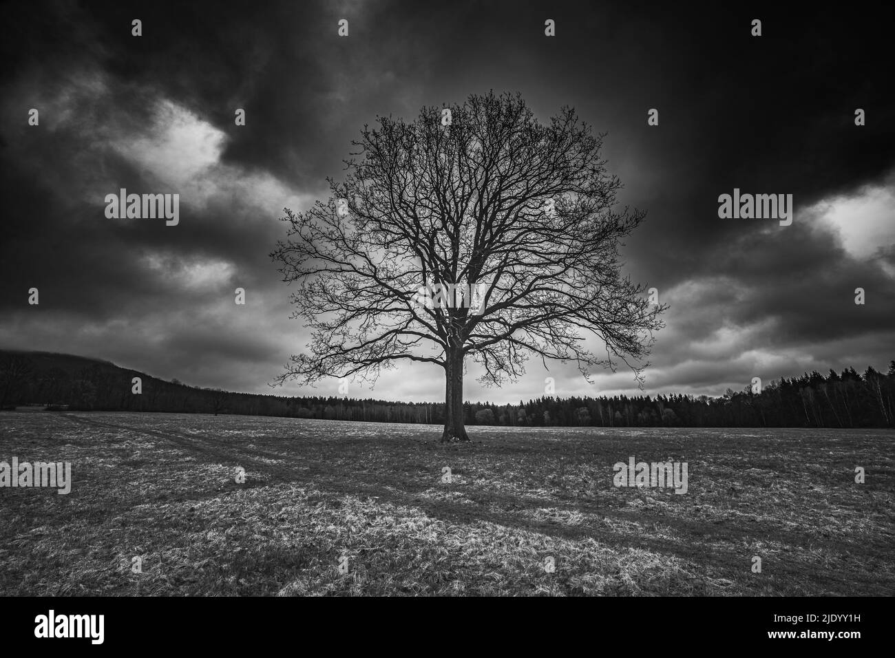 Enorme albero in piedi da solo sul campo durante la tempesta che viene. Foto Stock