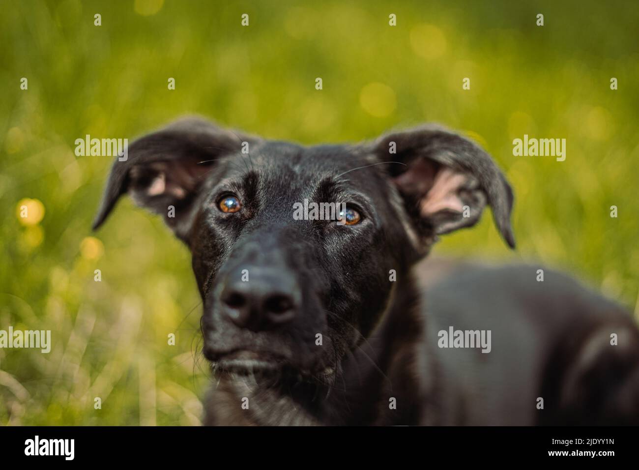 Giocoso cucciolo Bibi in posa con il suo sguardo incantevole nei suoi occhi colorati sognanti. Foto Stock