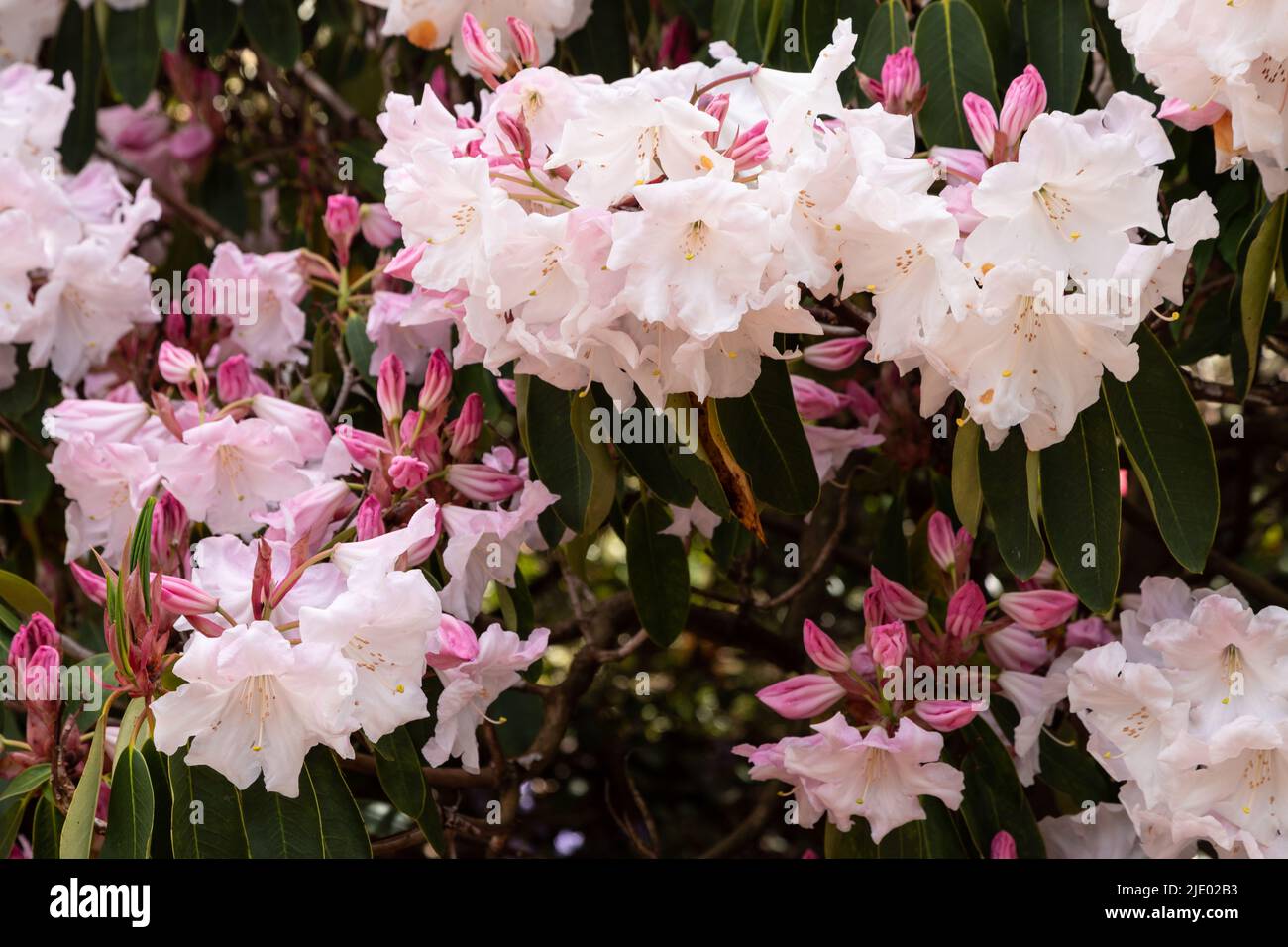 Fiori bianchi di rododendro in fiore Foto Stock